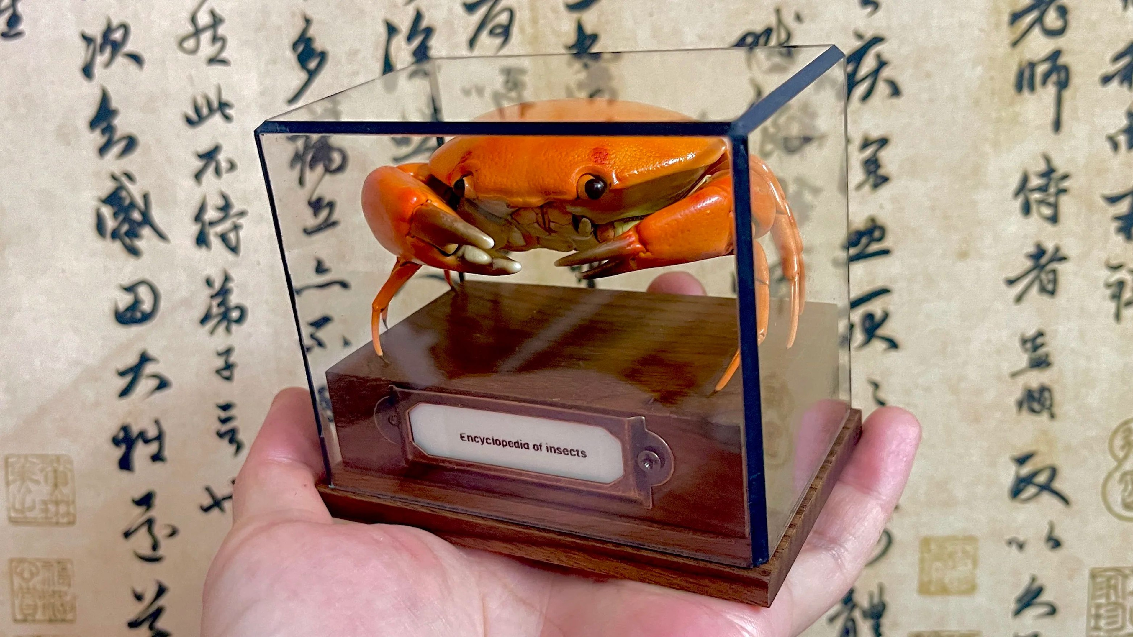 Real Crab Specimen Display  Handcrafted Preserved Crab Ornament For Collectors  Unique Home Decor 10