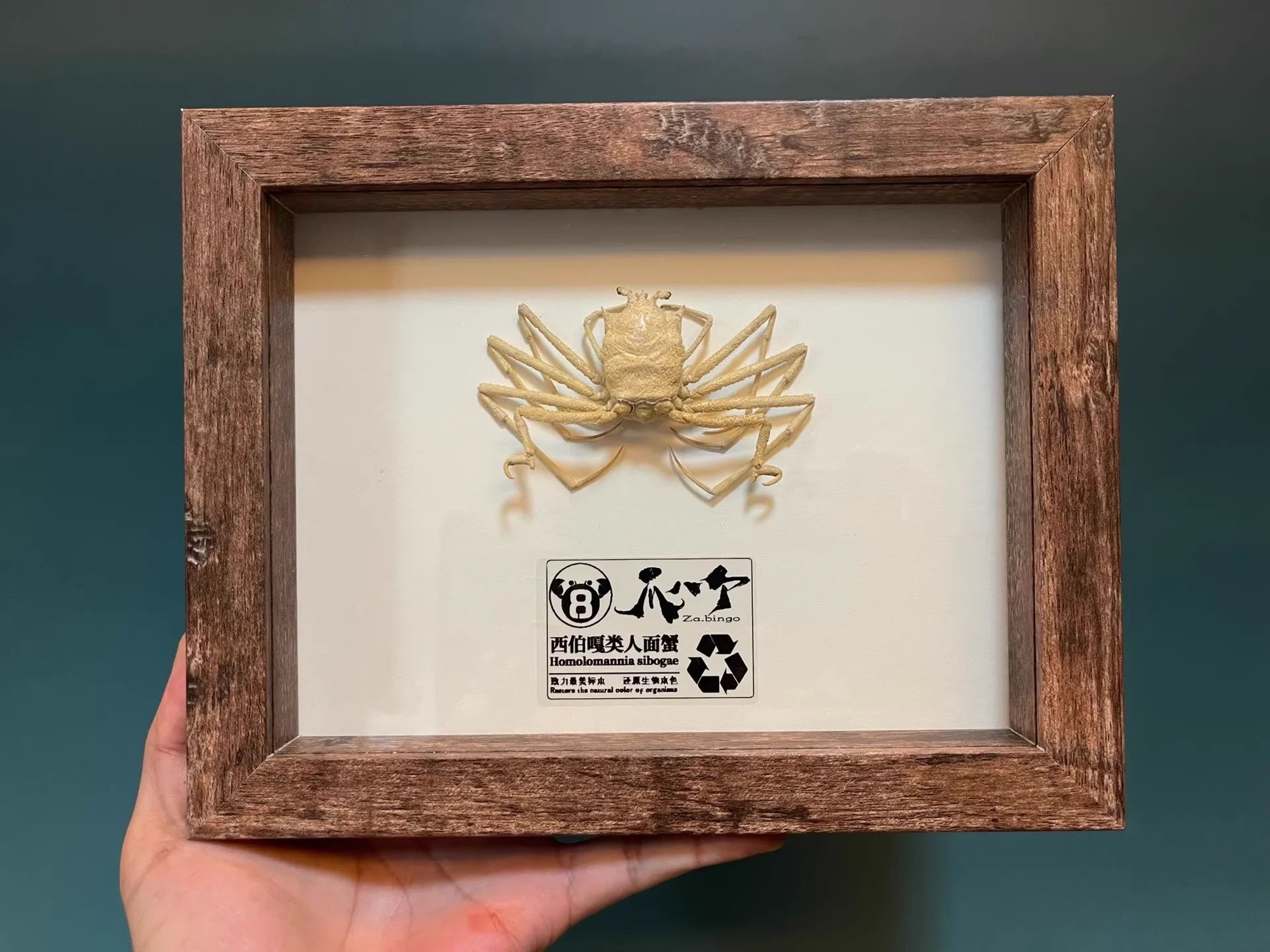 Real Crab Specimen Display  Handcrafted Preserved Crab Ornament For Collectors  Unique Home Decor 11