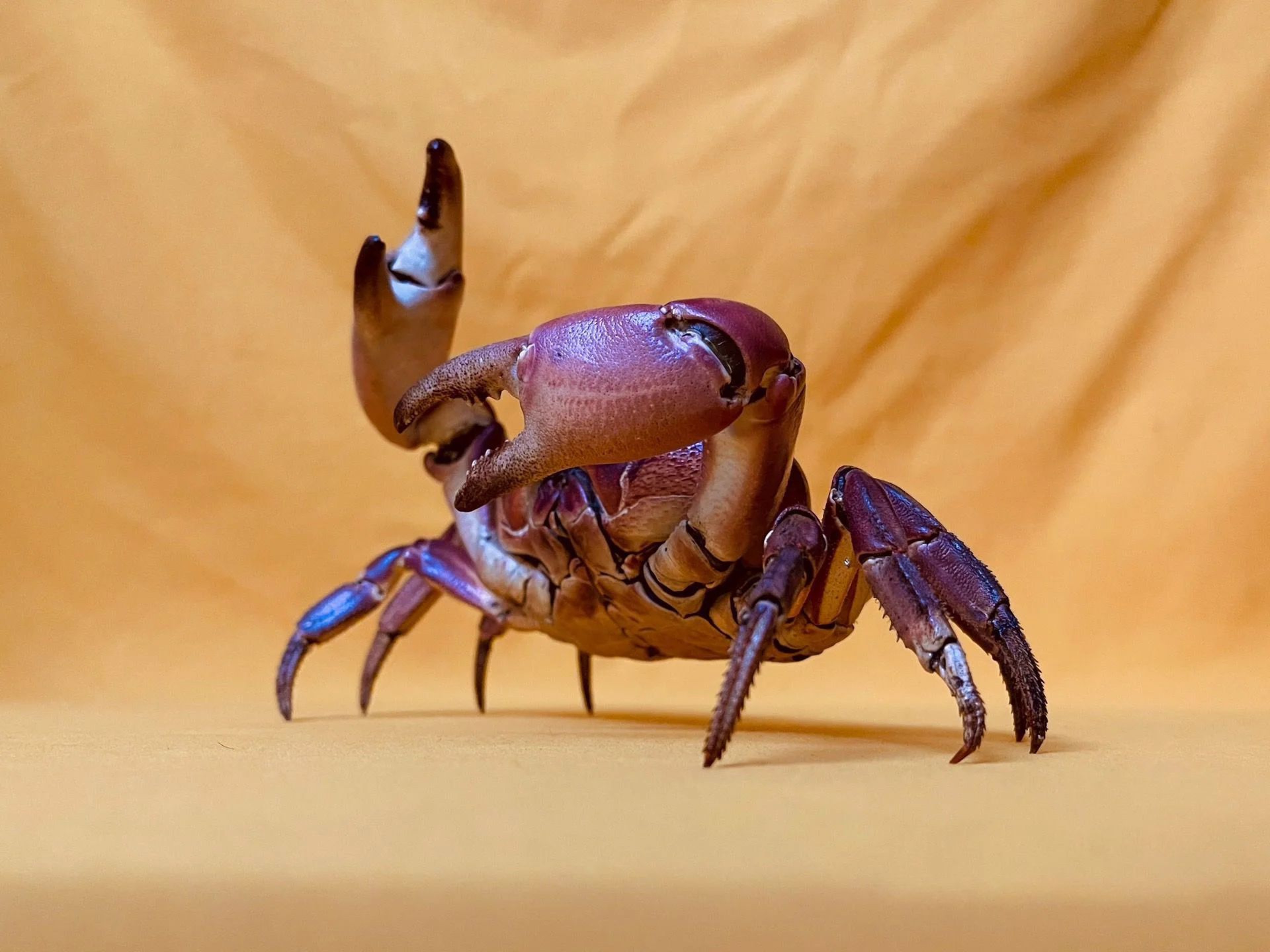 Real Crab Specimen Display  Handcrafted Preserved Crab Ornament For Collectors  Unique Home Decor 16