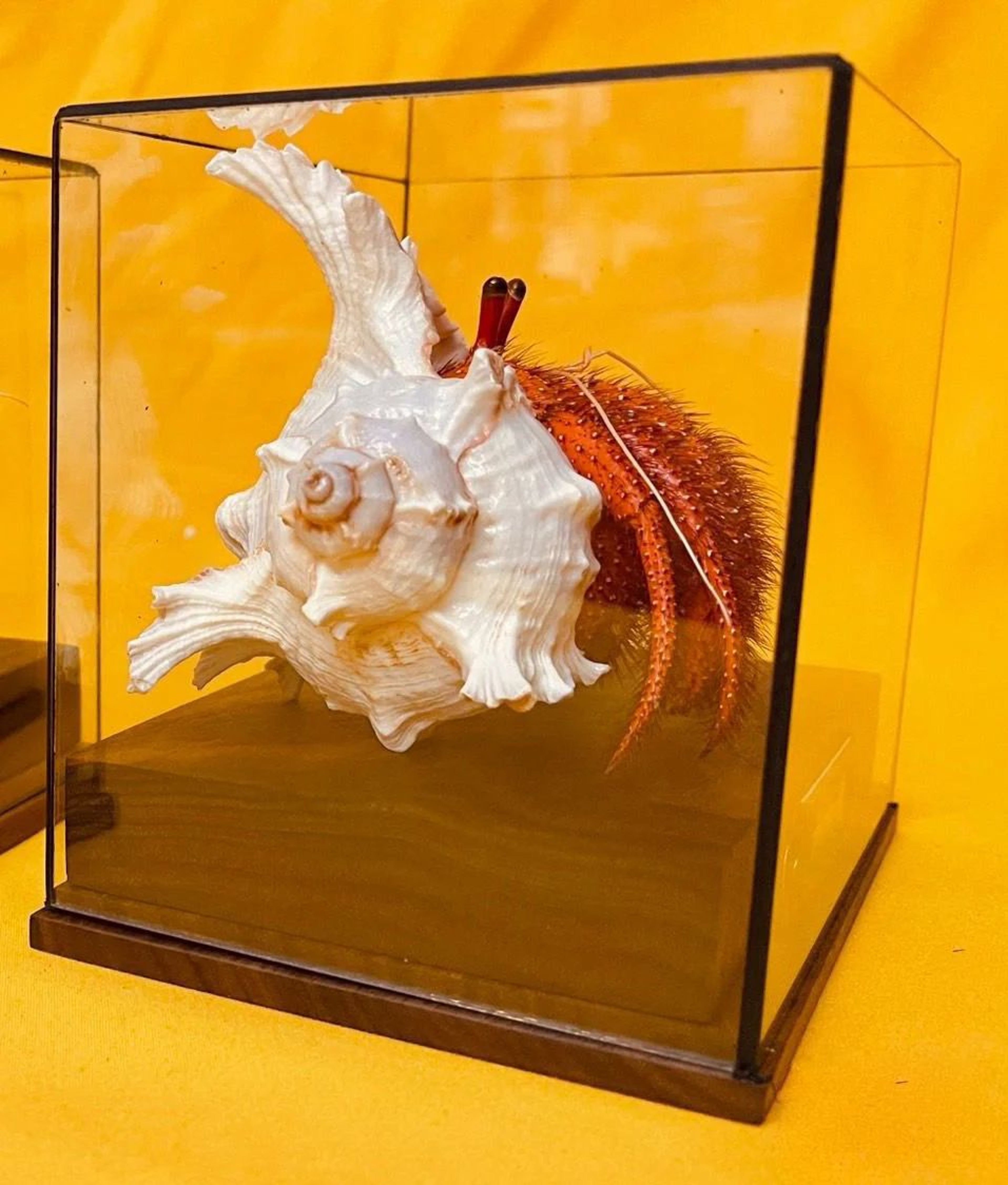Real Crab Specimen Display  Handcrafted Preserved Crab Ornament For Collectors  Unique Home Decor 18