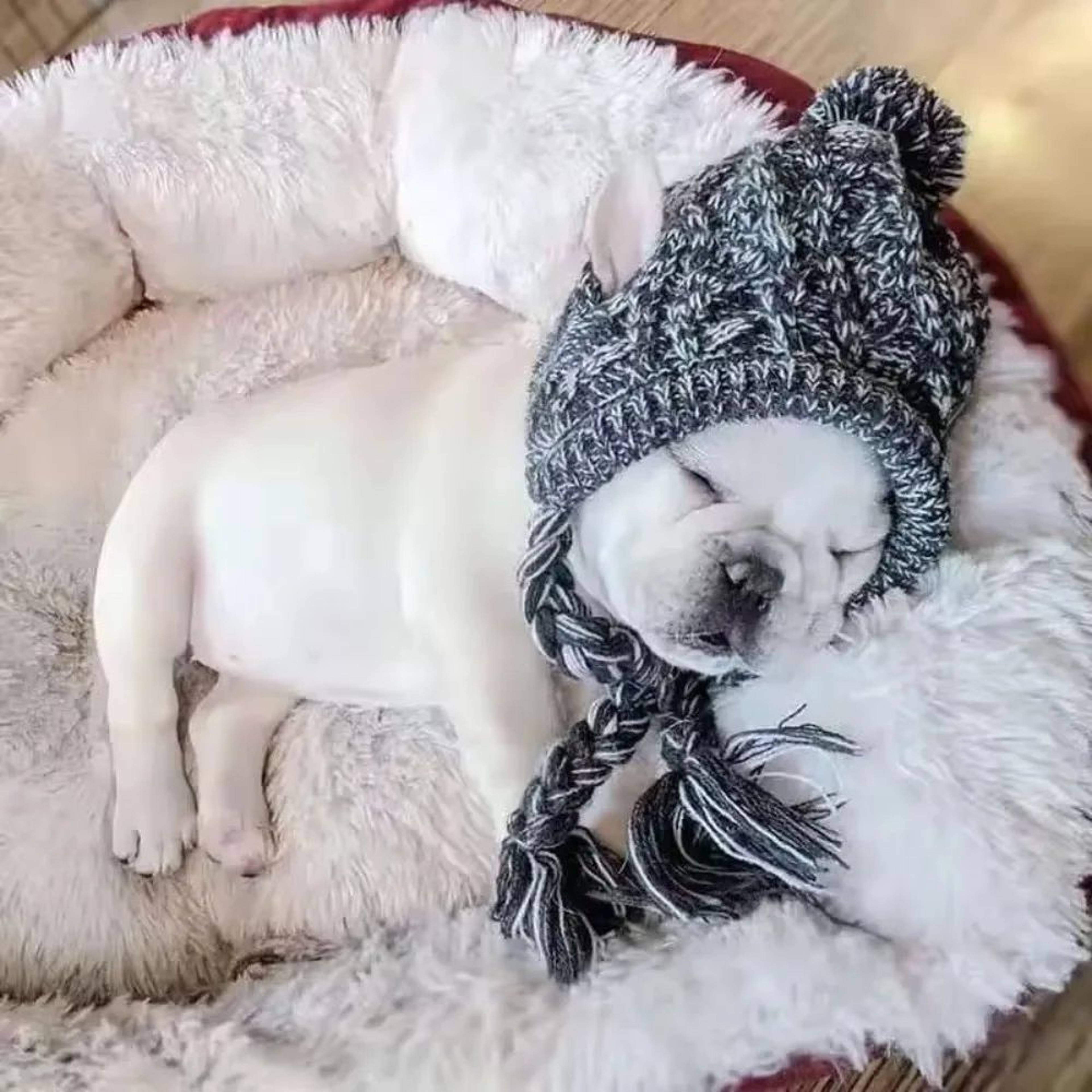 Warm Knitted Pet Hat With Plush Ball Winter Dog Cap 1
