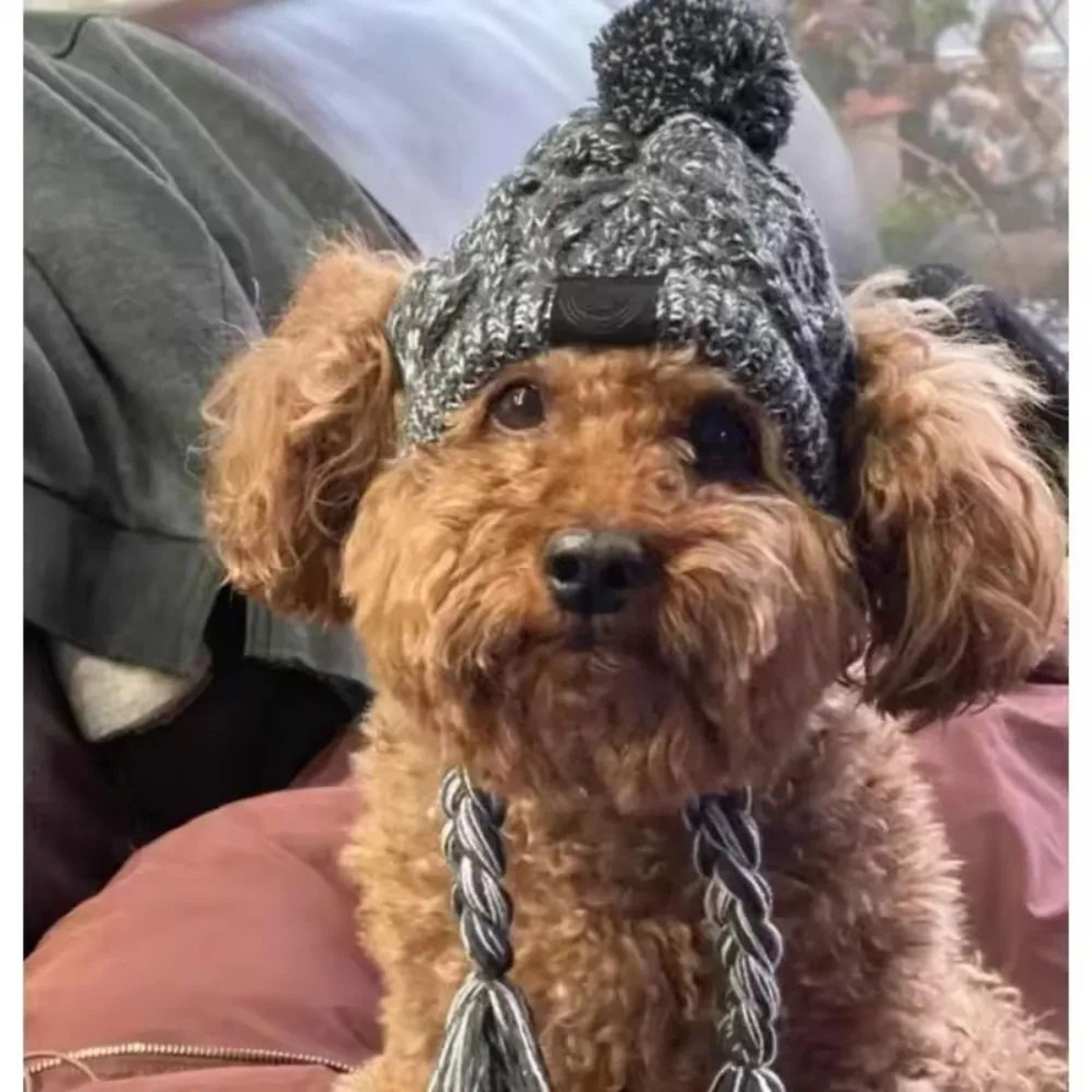 Warm Knitted Pet Hat With Plush Ball Winter Dog Cap 3