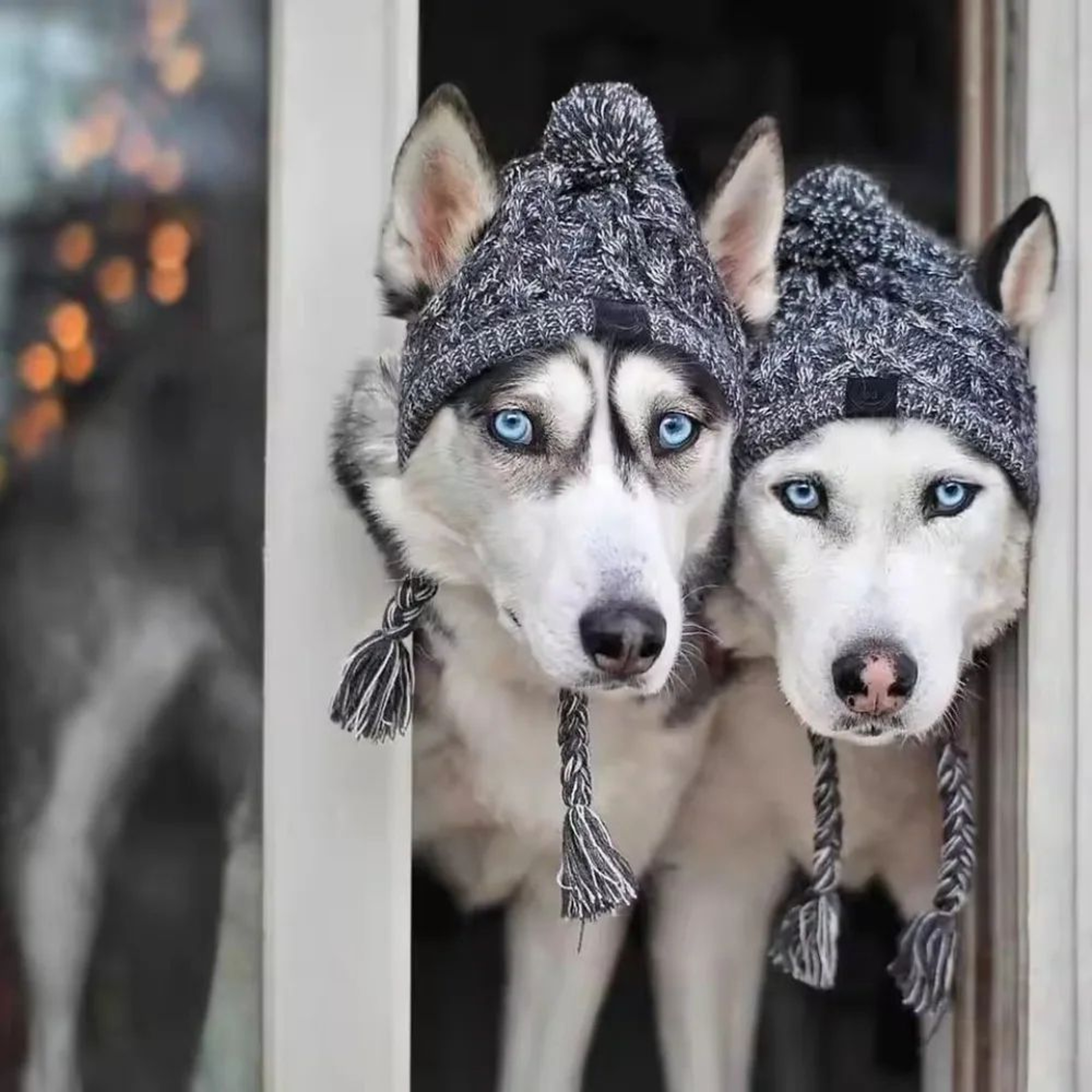 Warm Knitted Pet Hat With Plush Ball Winter Dog Cap 4
