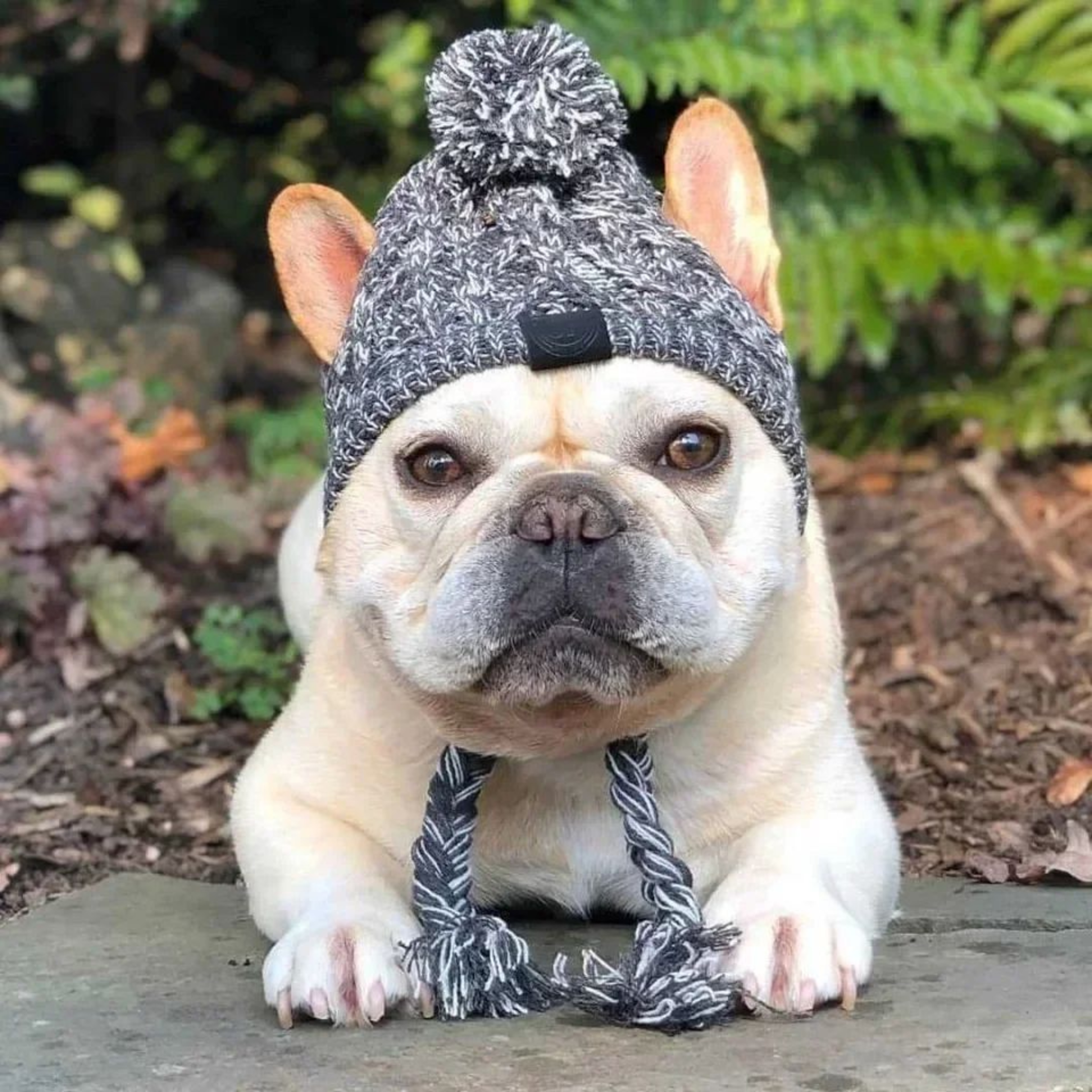 Warm Knitted Pet Hat With Plush Ball Winter Dog Cap 10