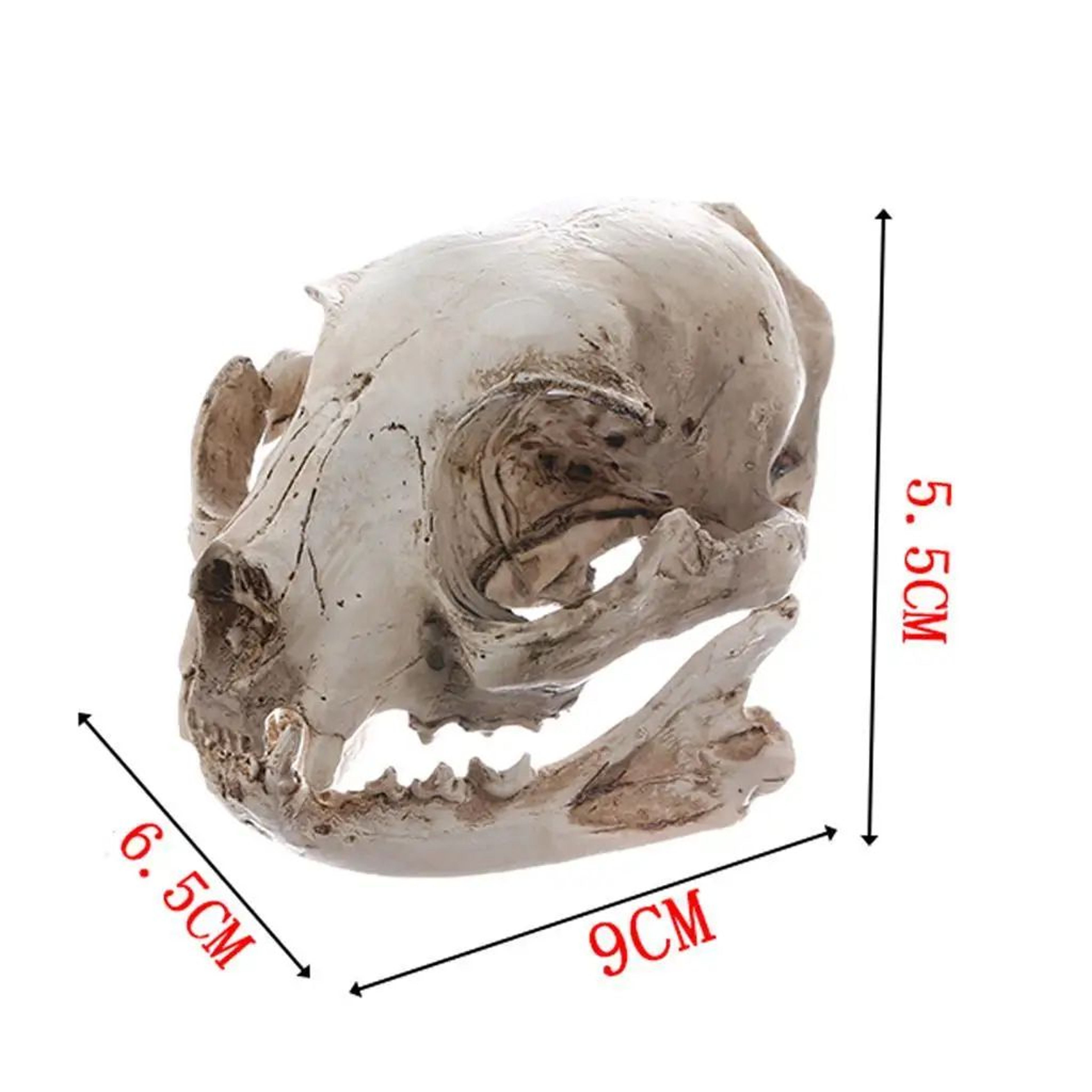 Realistic Resin Cat Skull Decor Model 3