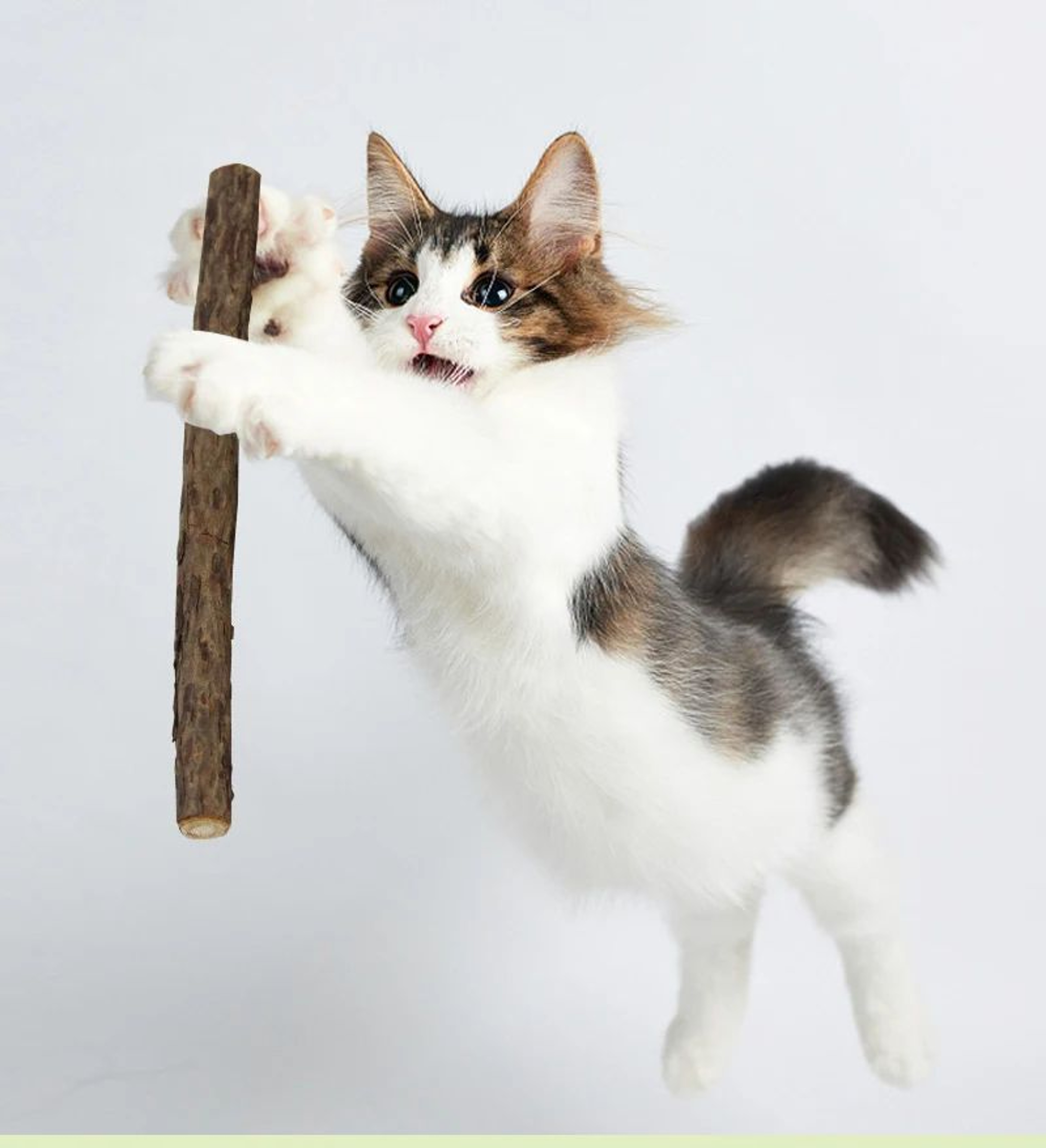 Natural Polygonum Dental Chew Stick For Cats 2