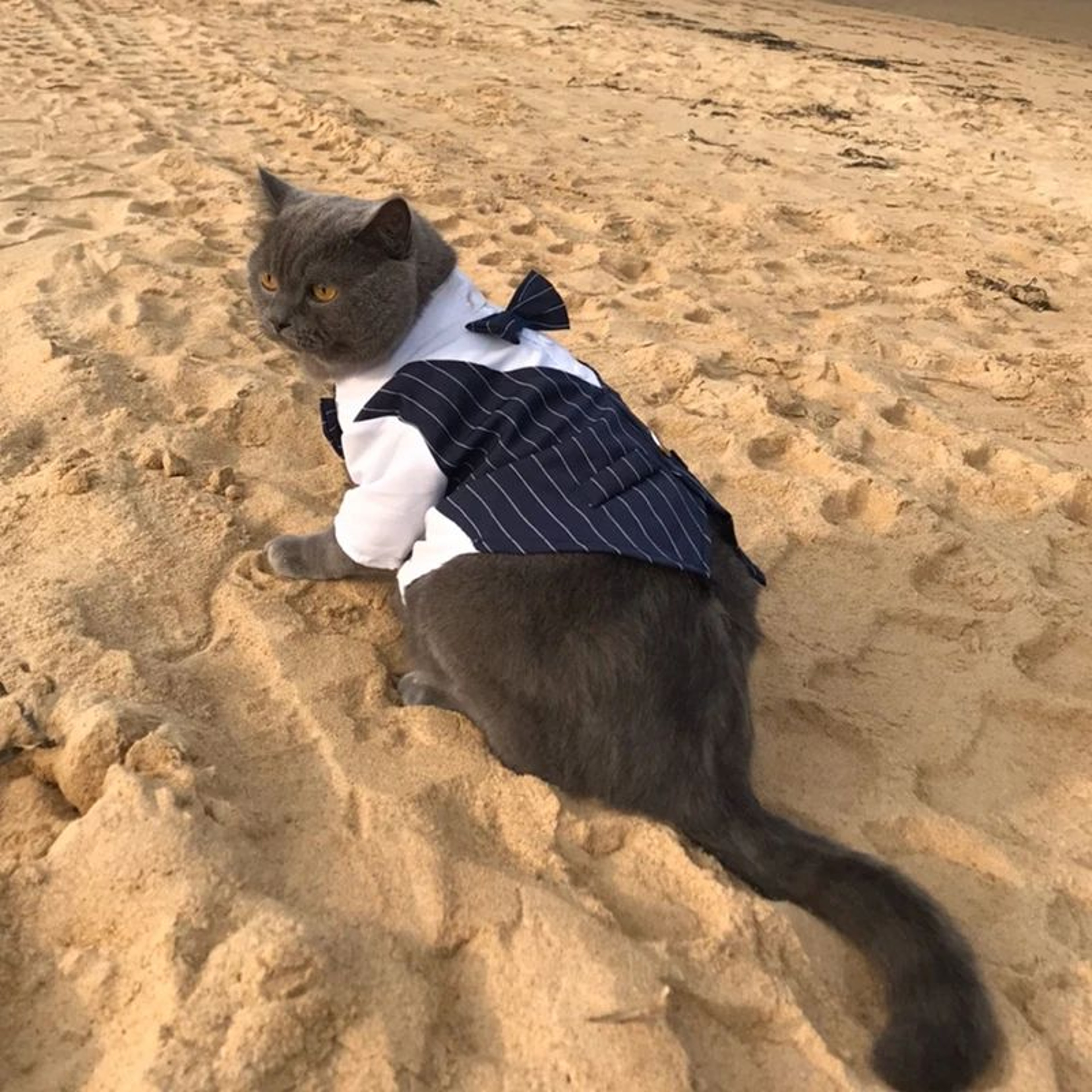 Formal Pet Suit Jacket For Cats And Small Dogs 6