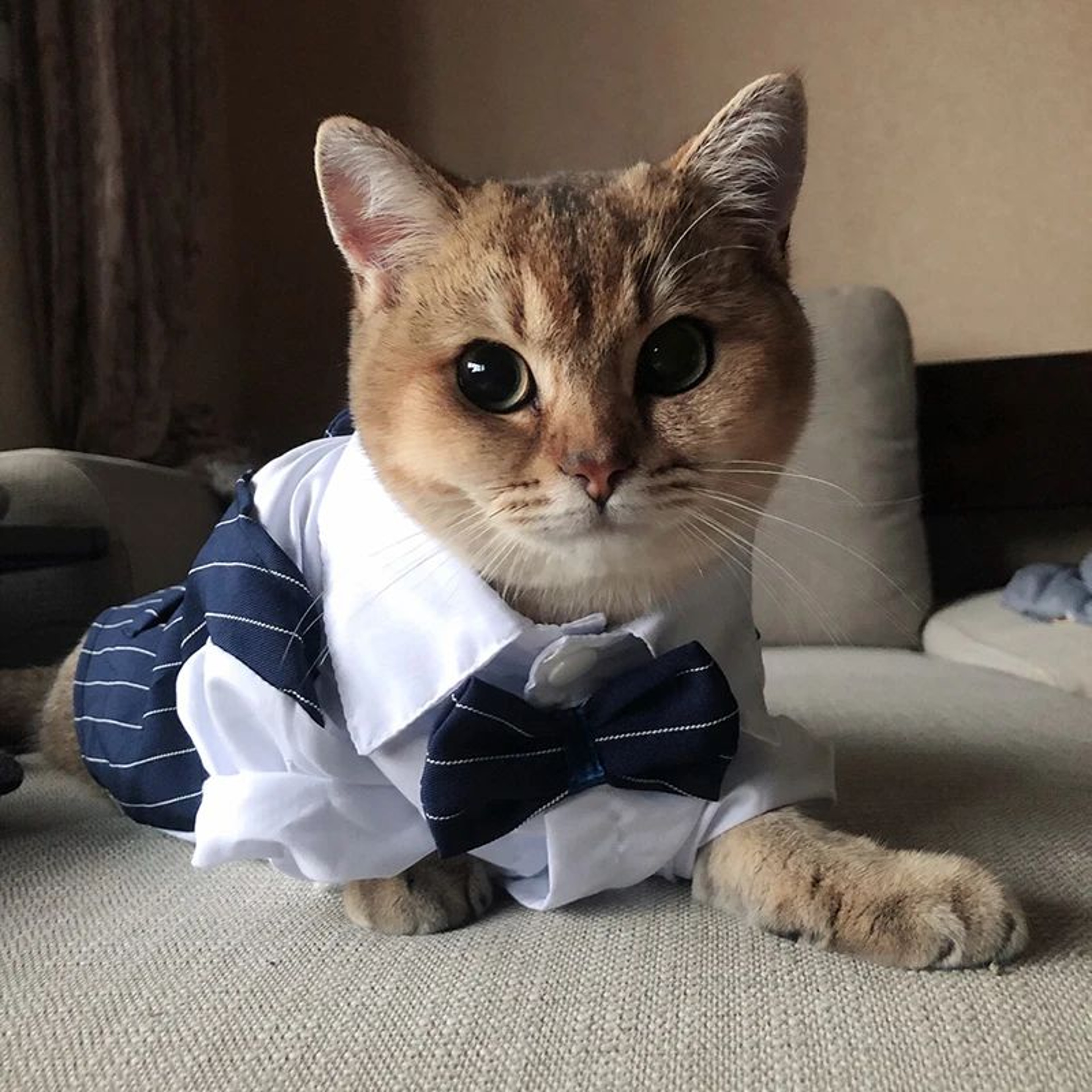 Formal Pet Suit Jacket For Cats And Small Dogs 7