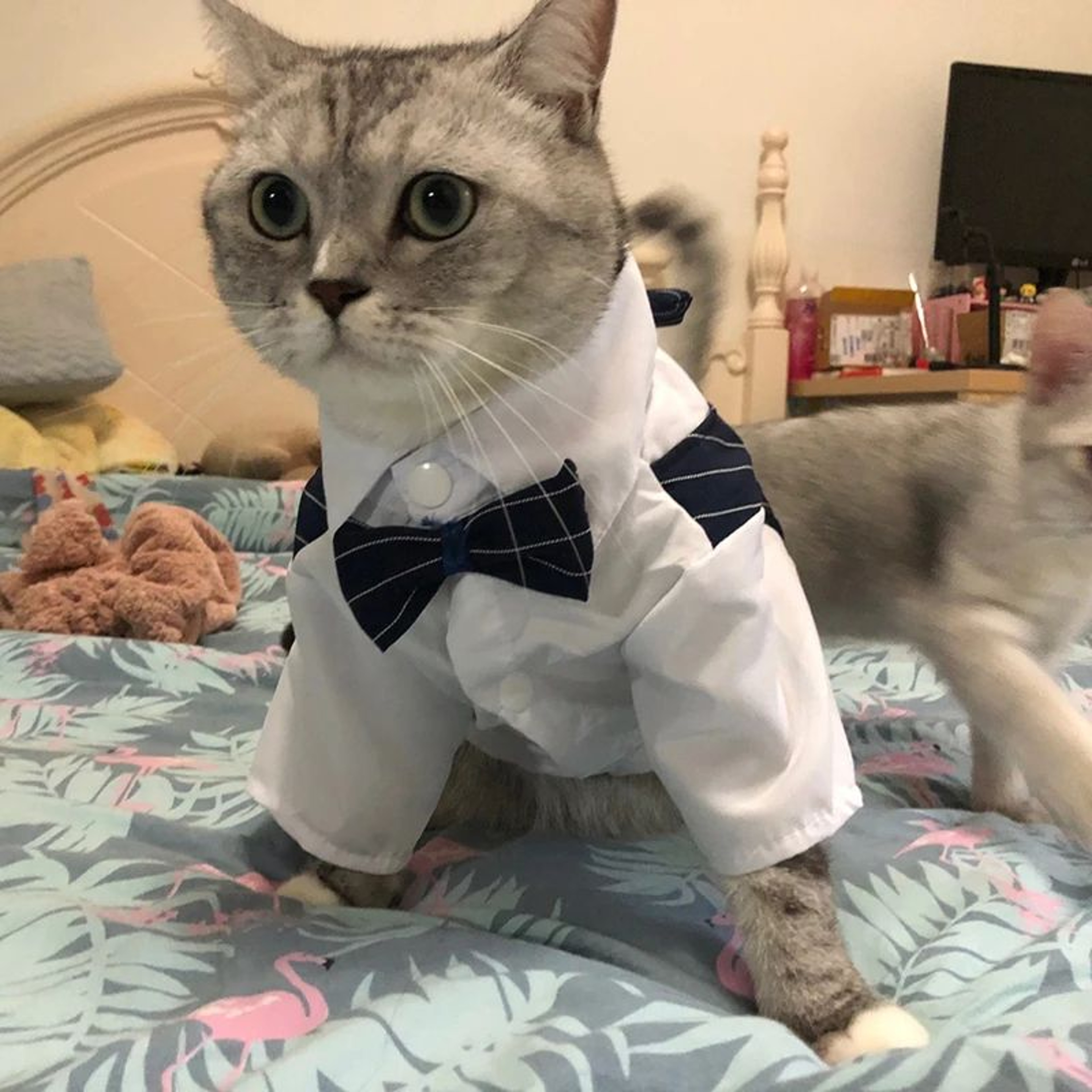 Formal Pet Suit Jacket For Cats And Small Dogs 9