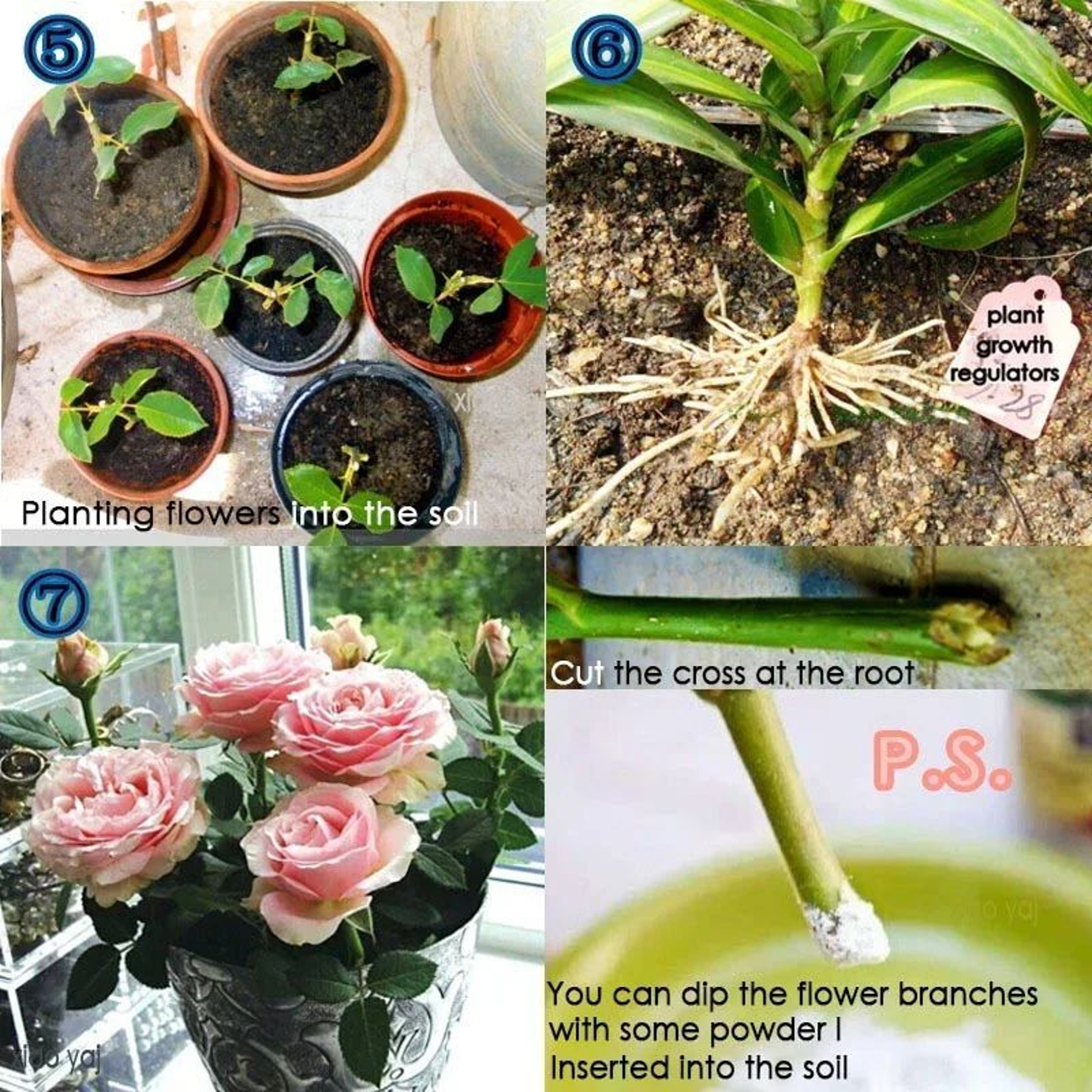 10PCS 10g Rooting Powder For Cuttings Plant Root Hormone And Root Stimulator 5