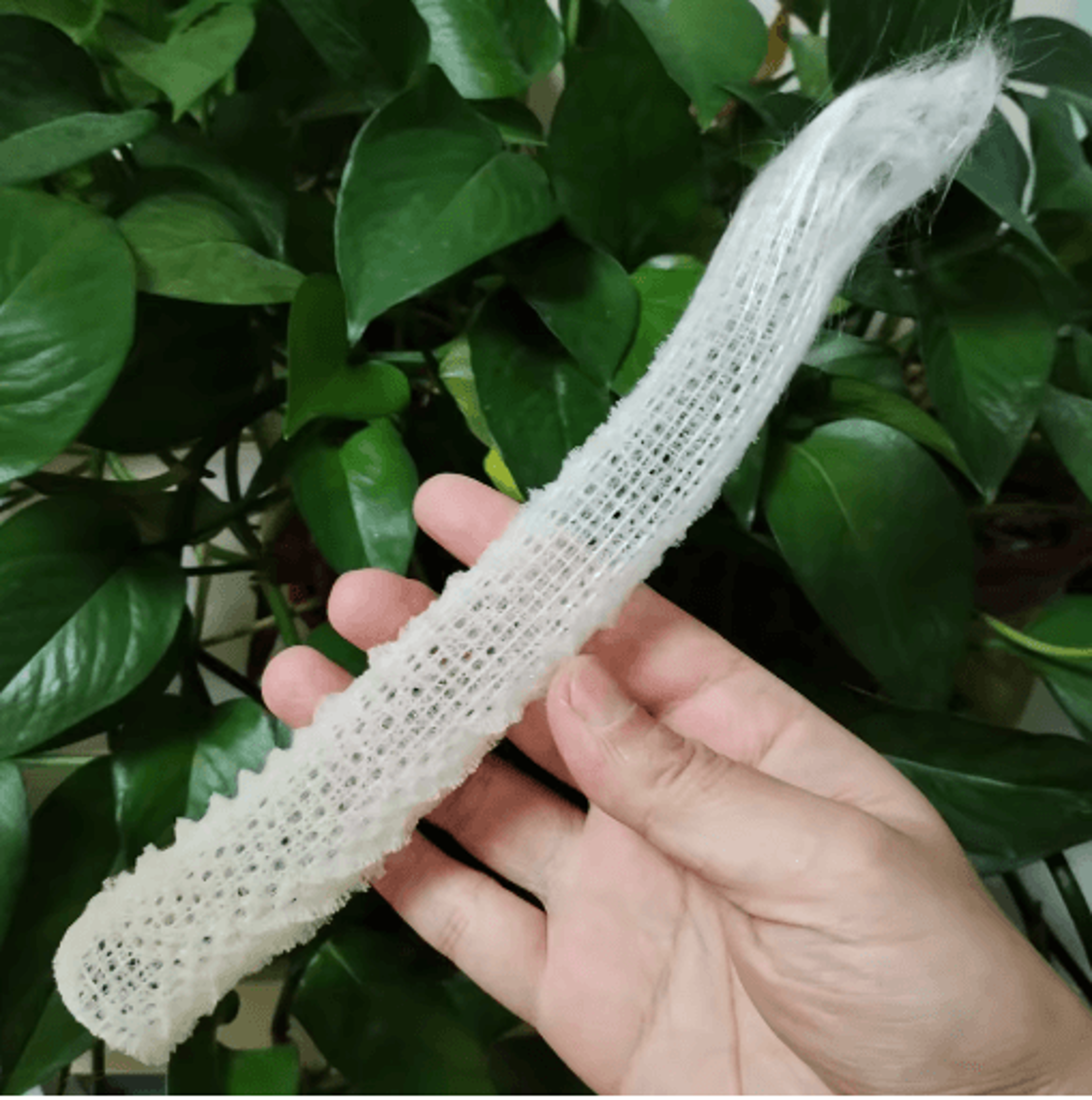 Natural Venus Flower Basket Sponge Euplectella Ocean Shell Decor 5