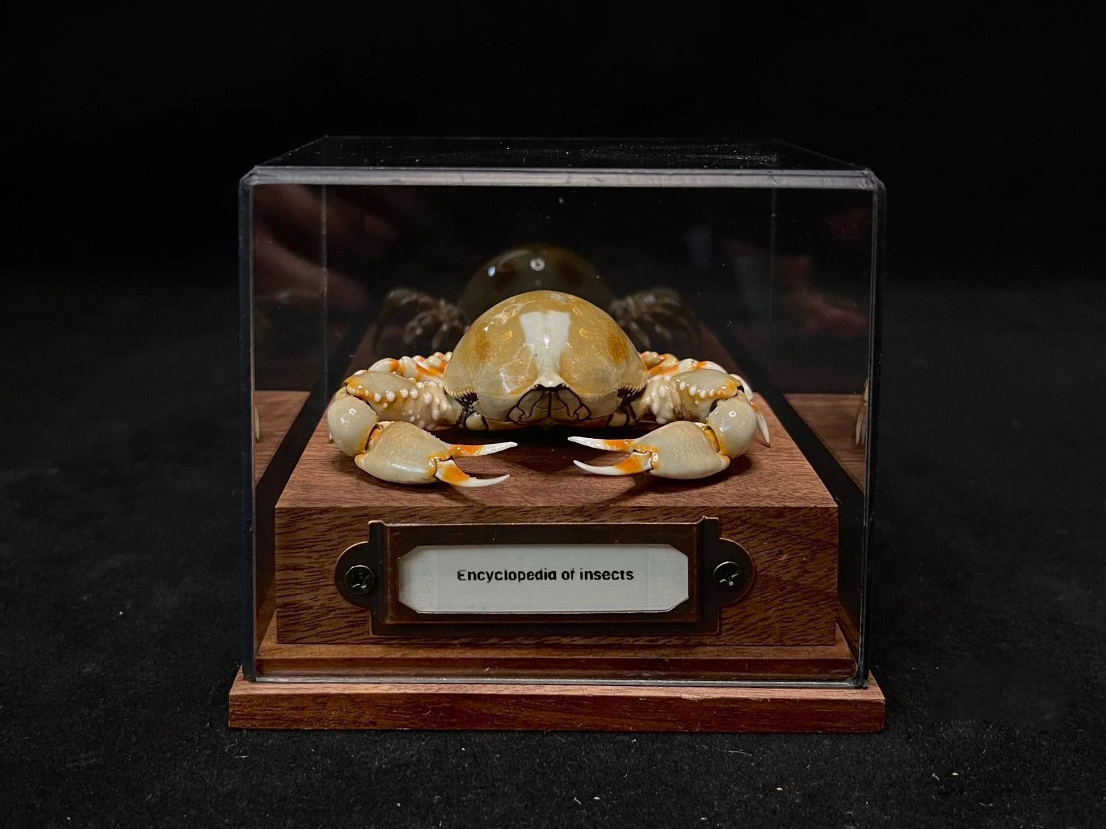 Real Crab Specimen Display Taxidermy Marine Collectible Home Decor 0