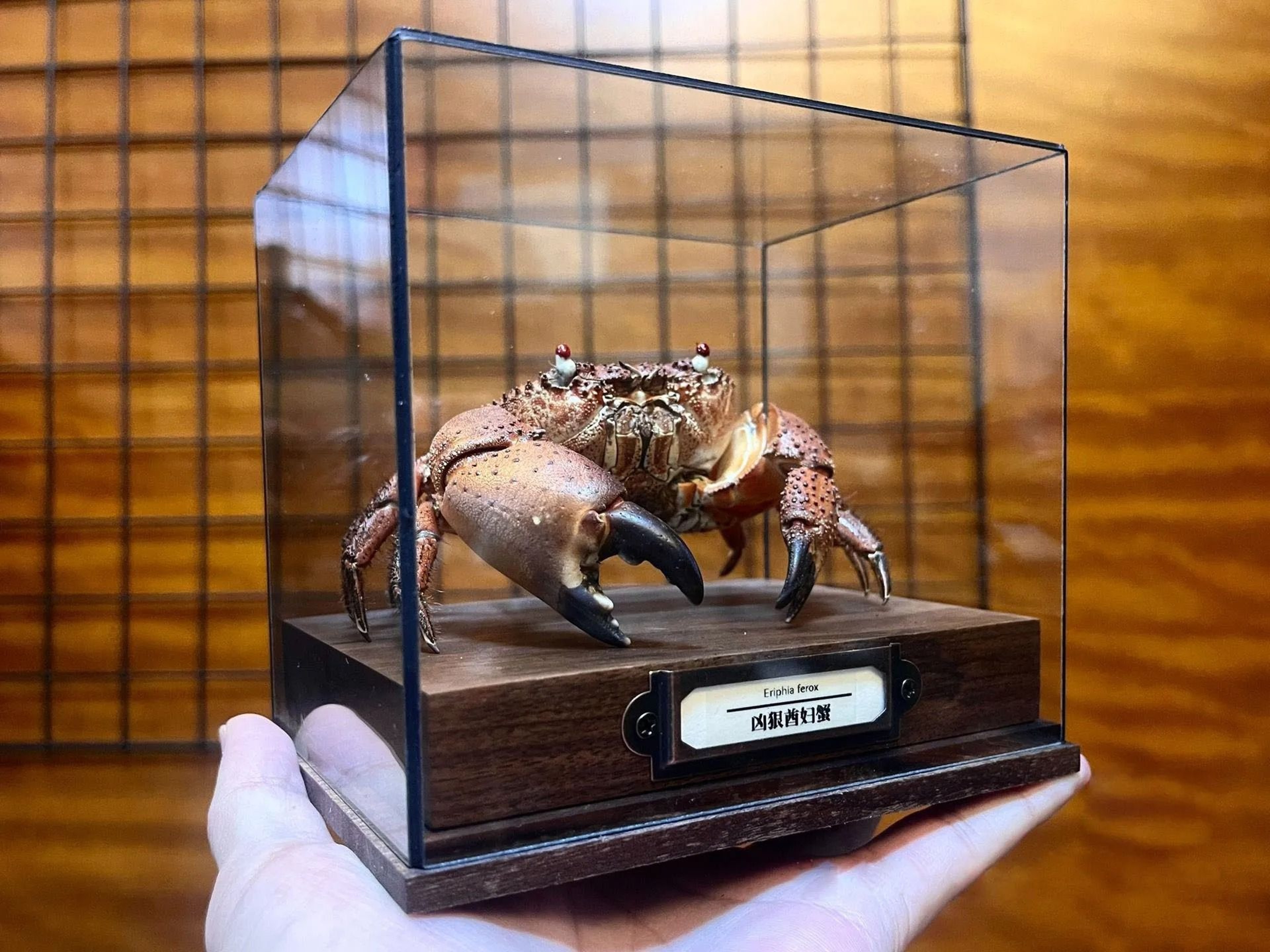Real Crab Specimen Display Taxidermy Marine Collectible Home Decor 10