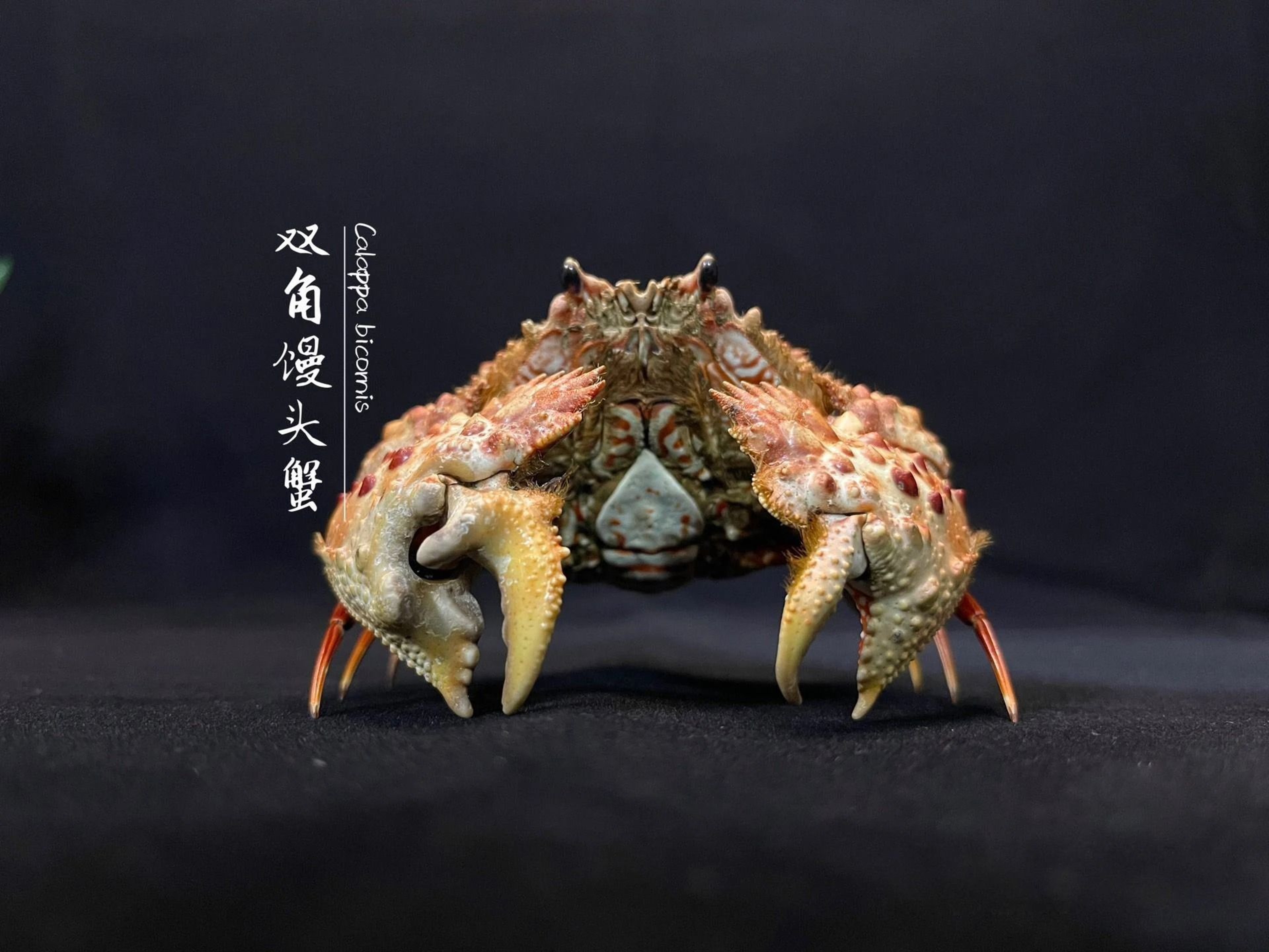 Real Crab Specimen Display Taxidermy Marine Collectible Home Decor 12