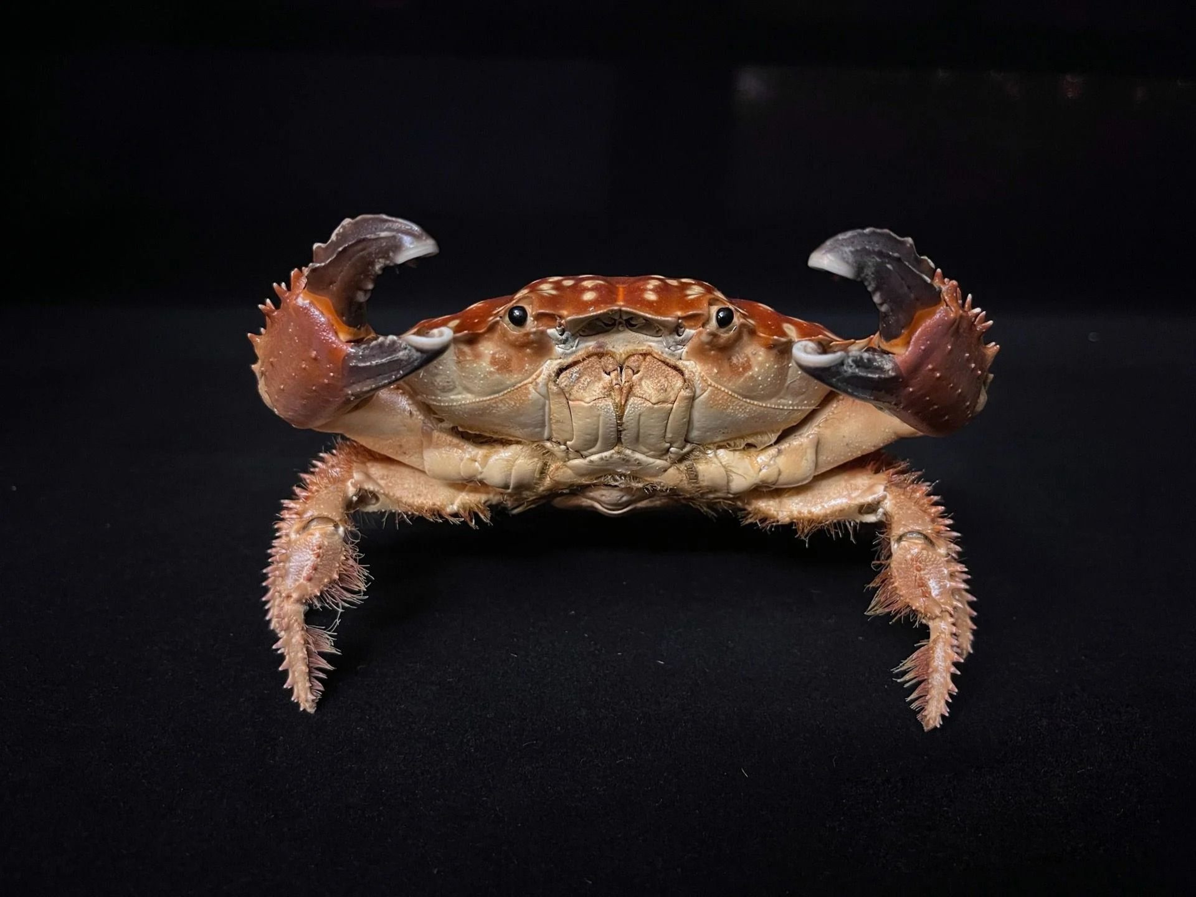 Real Crab Specimen Display Taxidermy Marine Collectible Home Decor 15