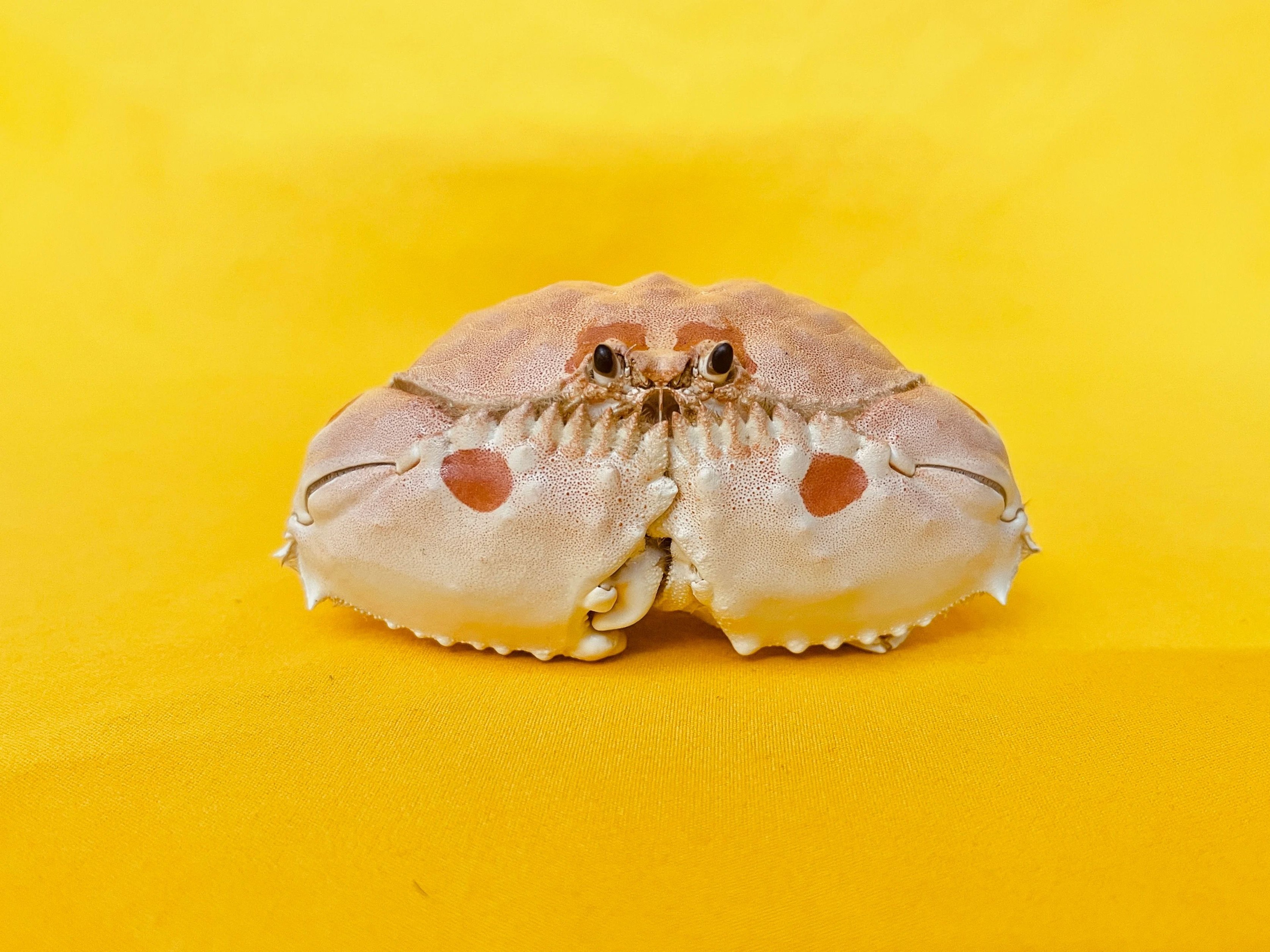 Real Crab Specimen Display Taxidermy Marine Collectible Home Decor 21