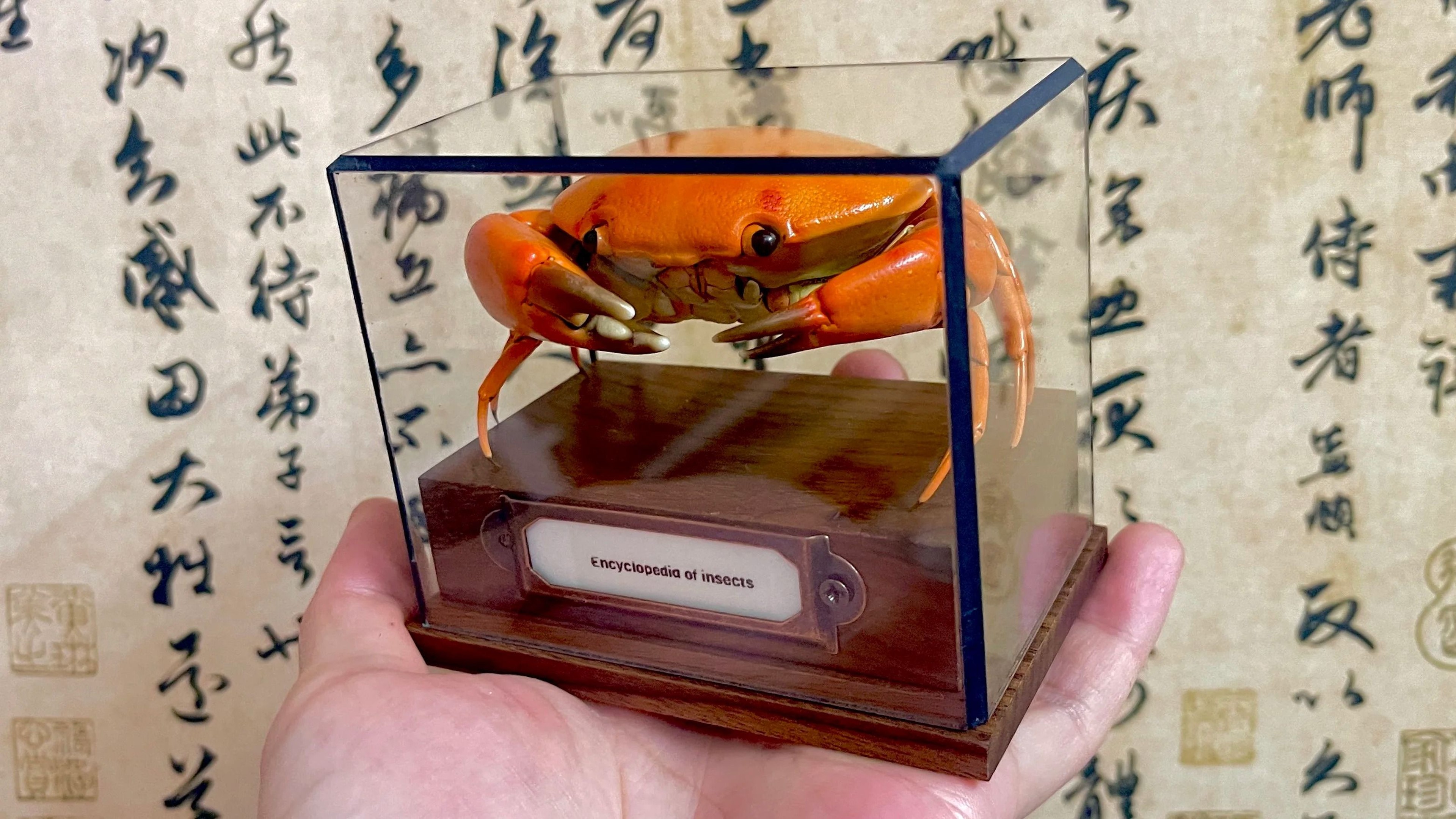 Real Crab Specimen Display Taxidermy Marine Collectible Home Decor 25
