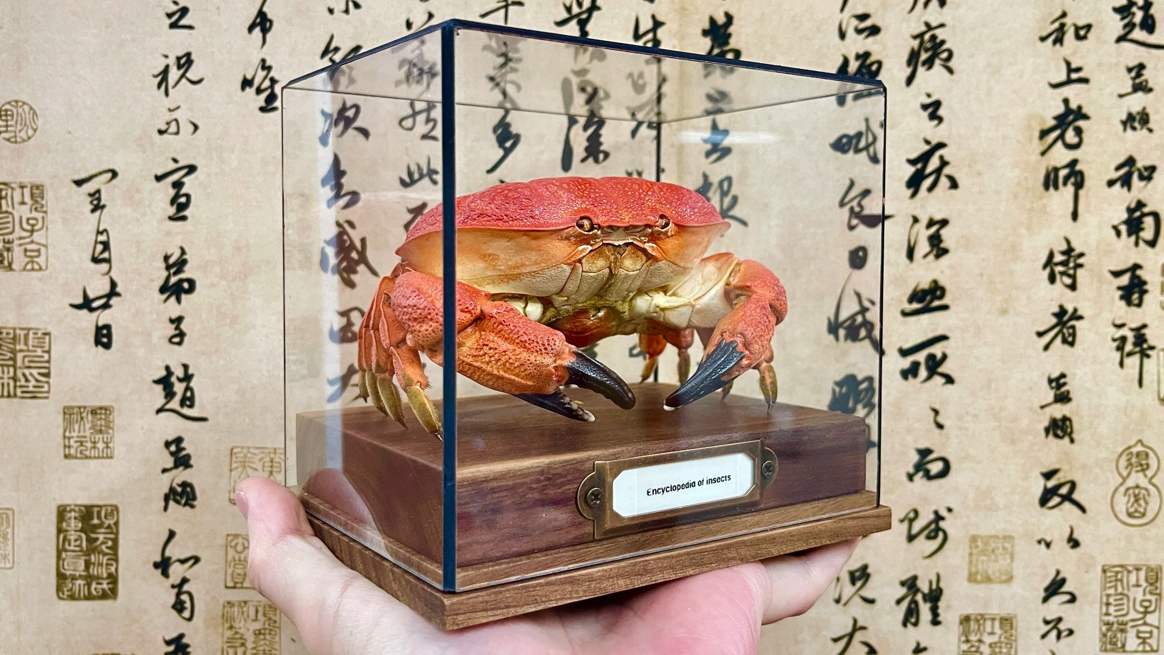 Real Crab Specimen Display Taxidermy Marine Collectible Home Decor 26