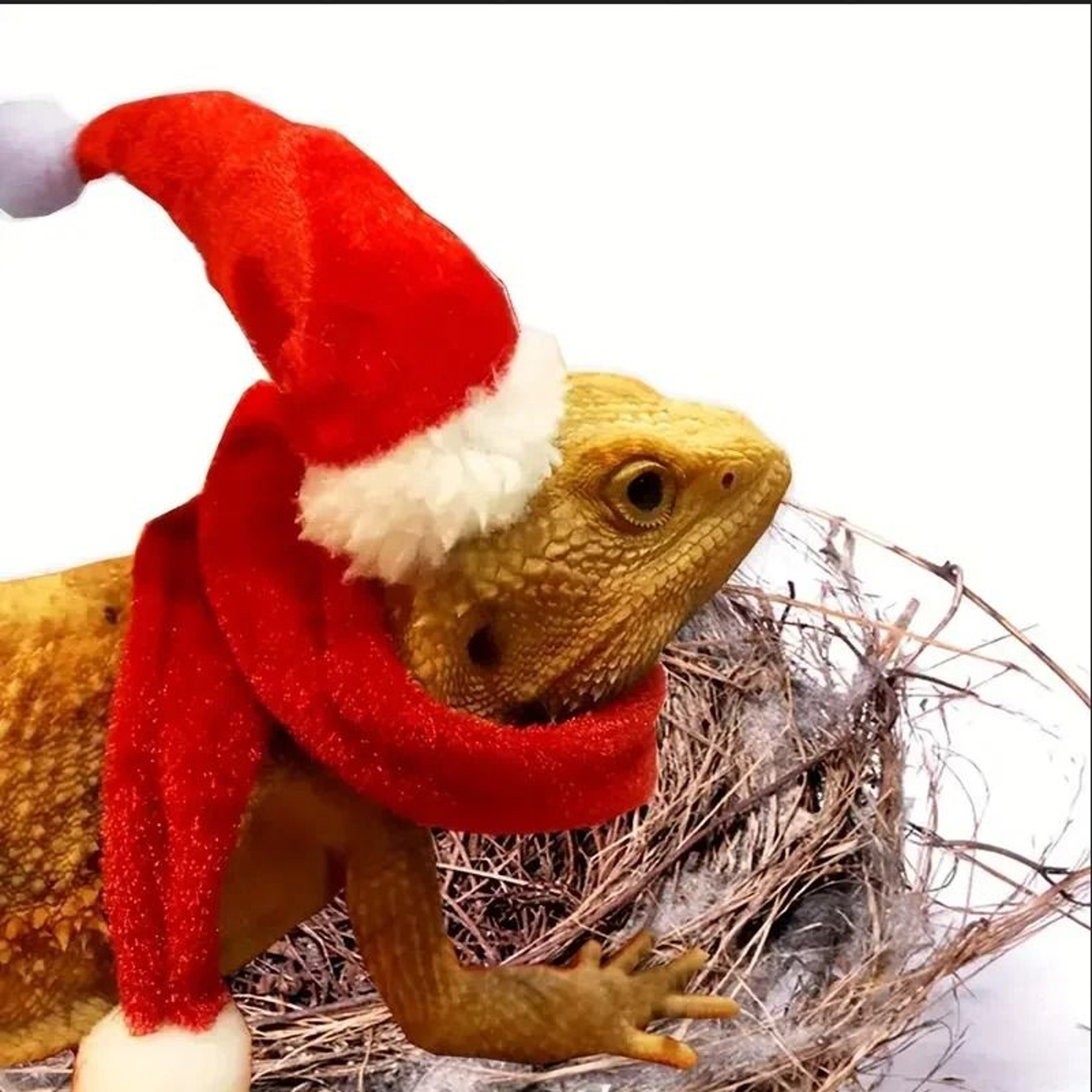 Christmas Lizard Costume Hat And Scarf Set For Bearded Dragon Pets 1