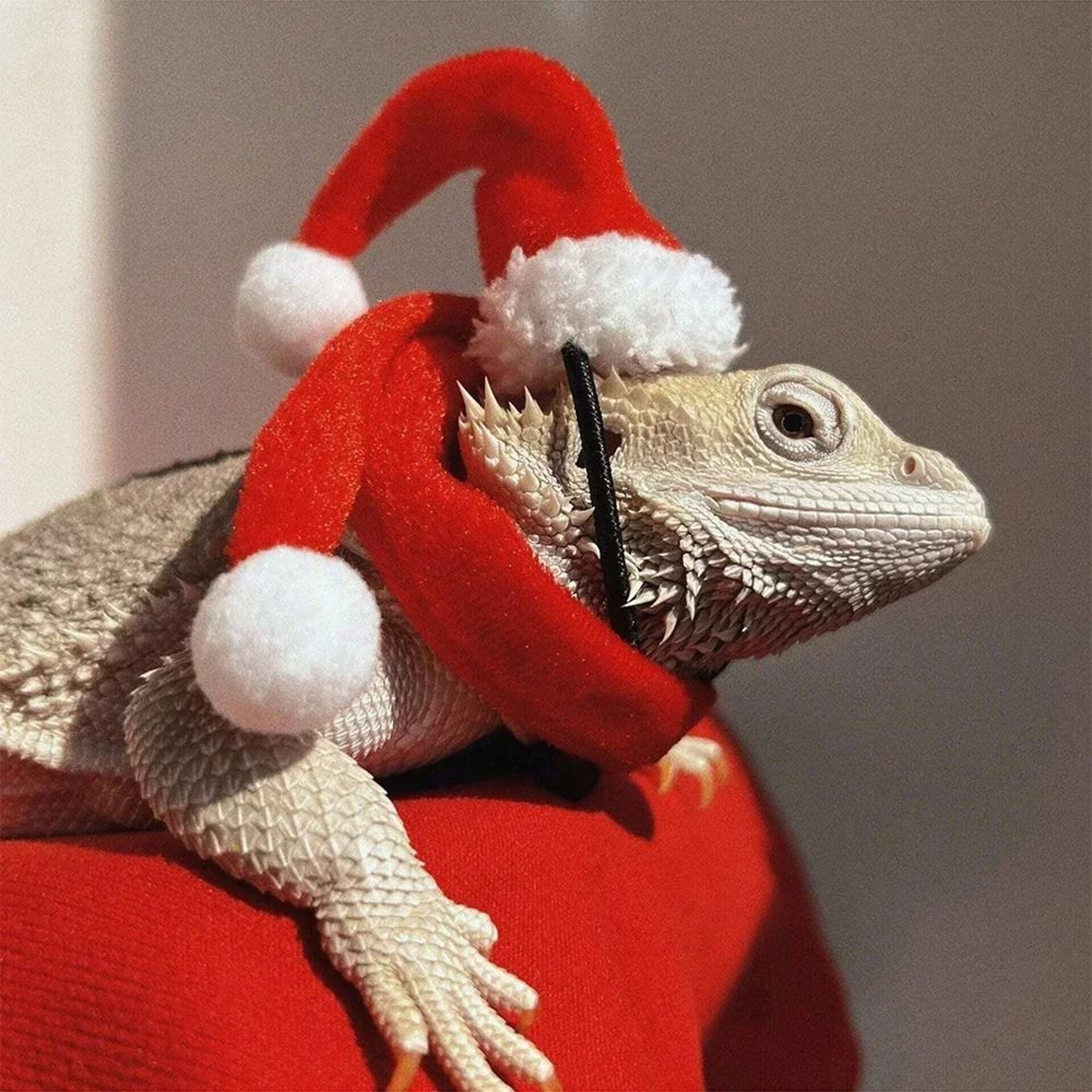 Christmas Lizard Costume Hat And Scarf Set For Bearded Dragon Pets 2