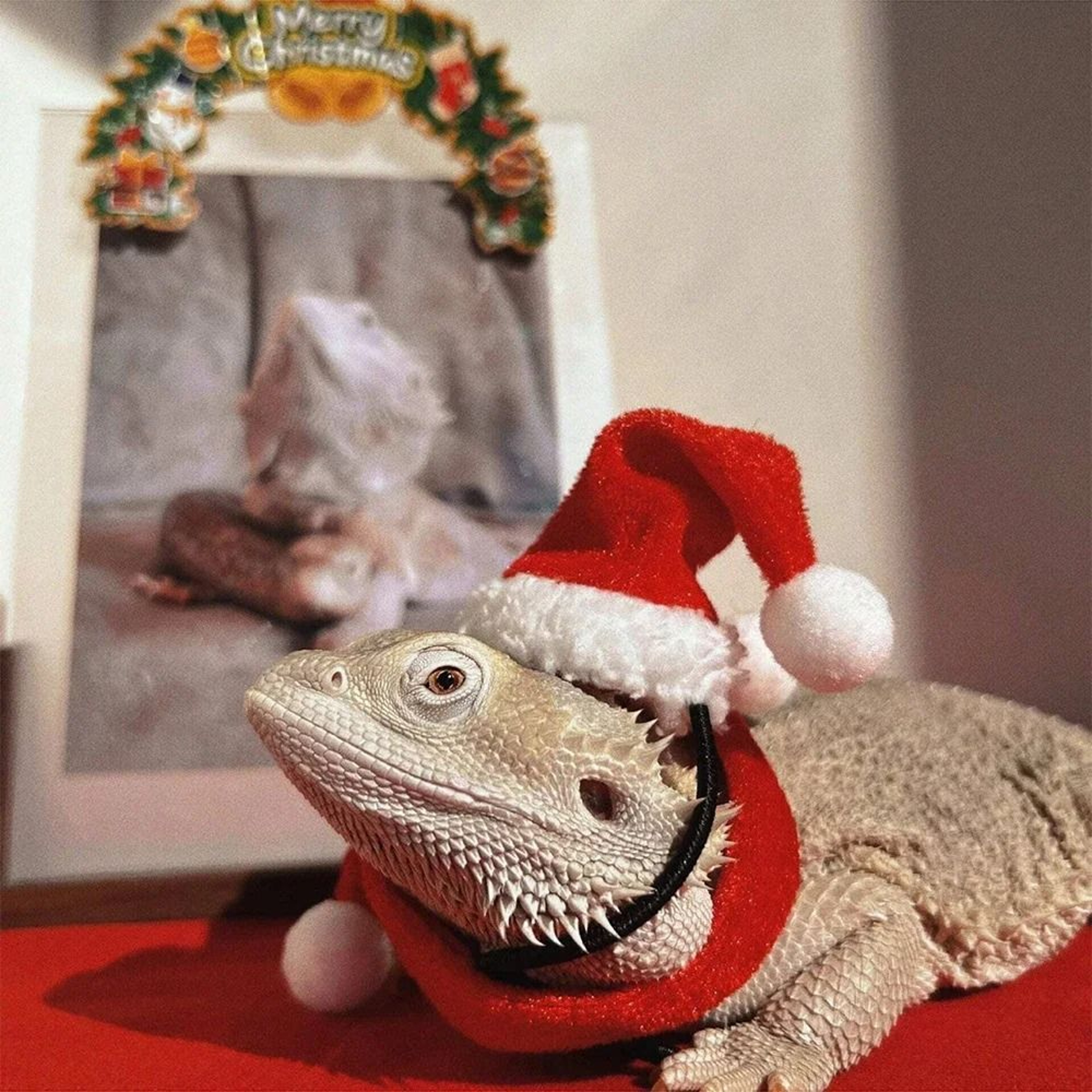 Christmas Lizard Costume Hat And Scarf Set For Bearded Dragon Pets 6