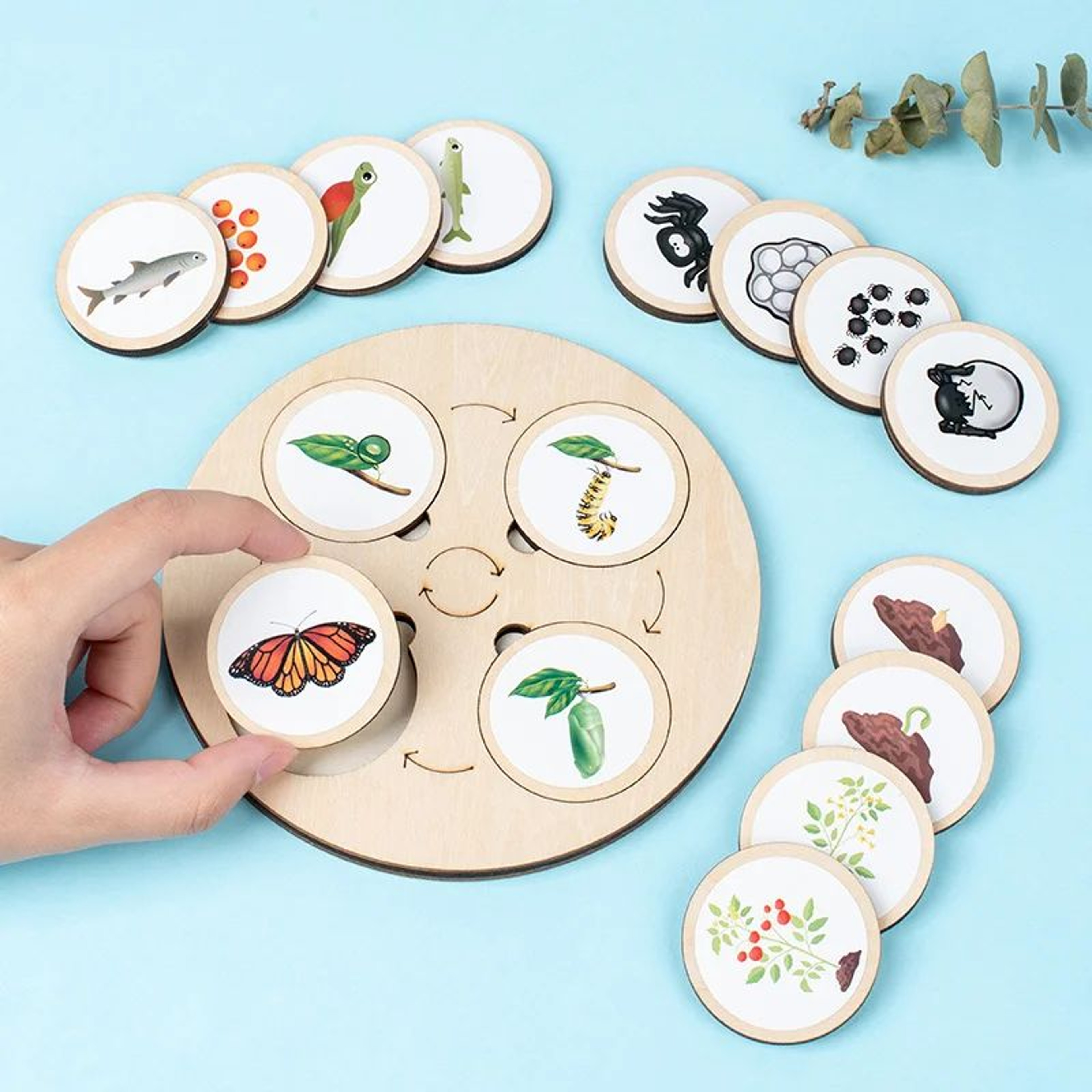 Montessori Life Cycle Board Kit  Wooden Montessori Learning Toy For Biology  Sensory Play 4