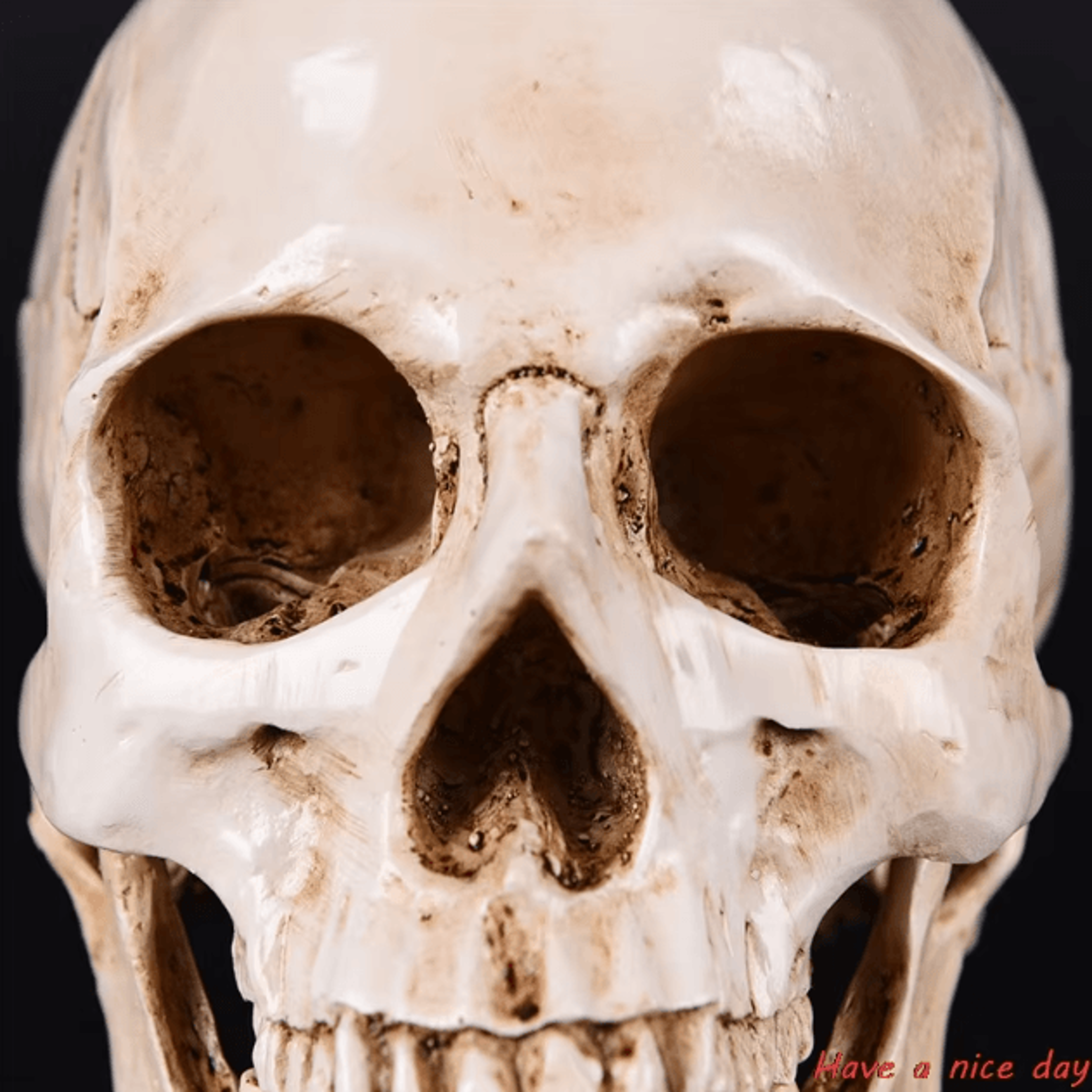 LifeSize Human Skull Resin Model  Realistic Anatomical Decor  Halloween Display 2
