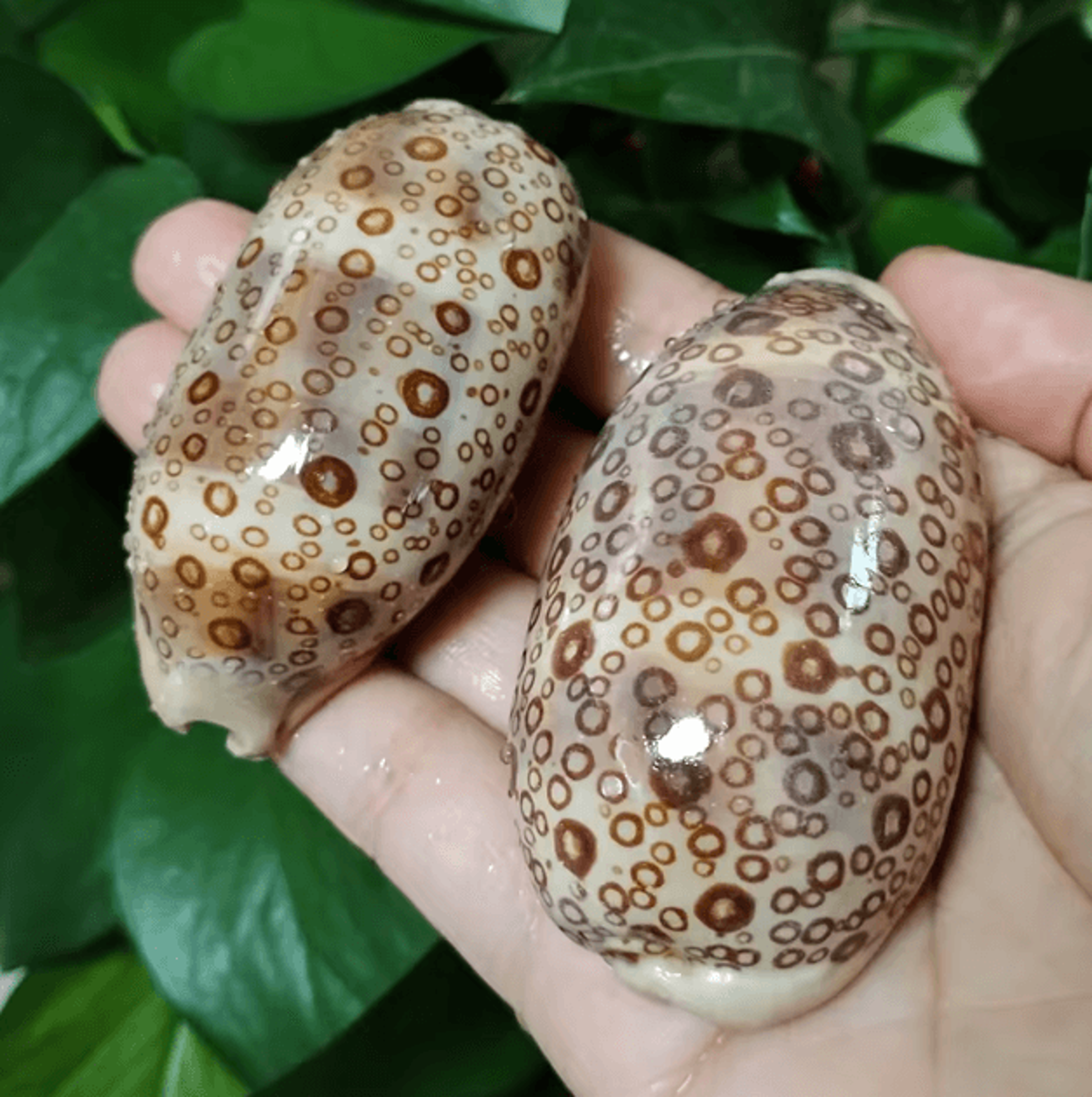 Natural Cowrie Sea Shell Set  Decorative Talparia Argus Shells For Home  Aquarium Decor 0