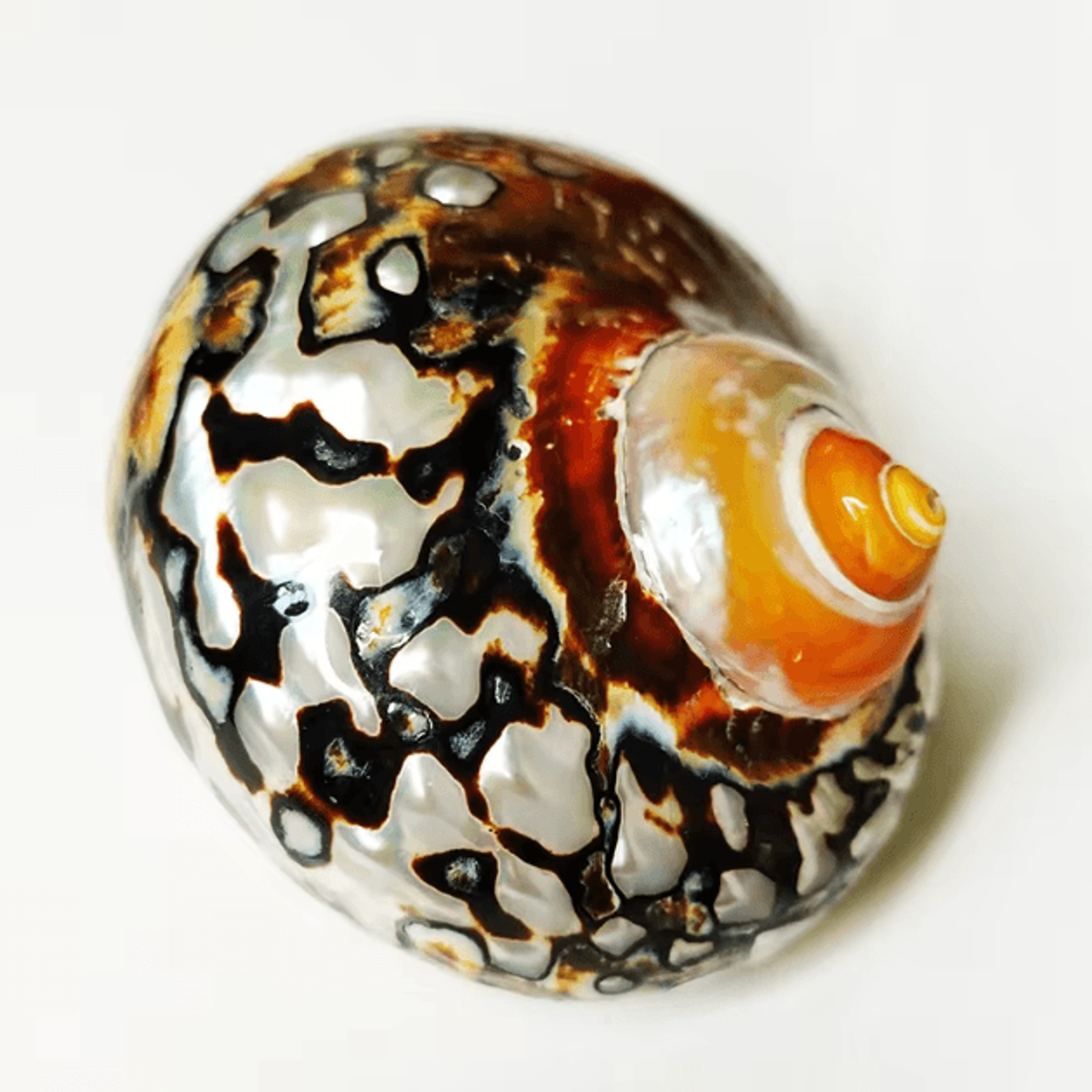 Natural African Turban Seashell Set  Sarmaticus Cowrie Decor For Coastal Home  Aquarium 0