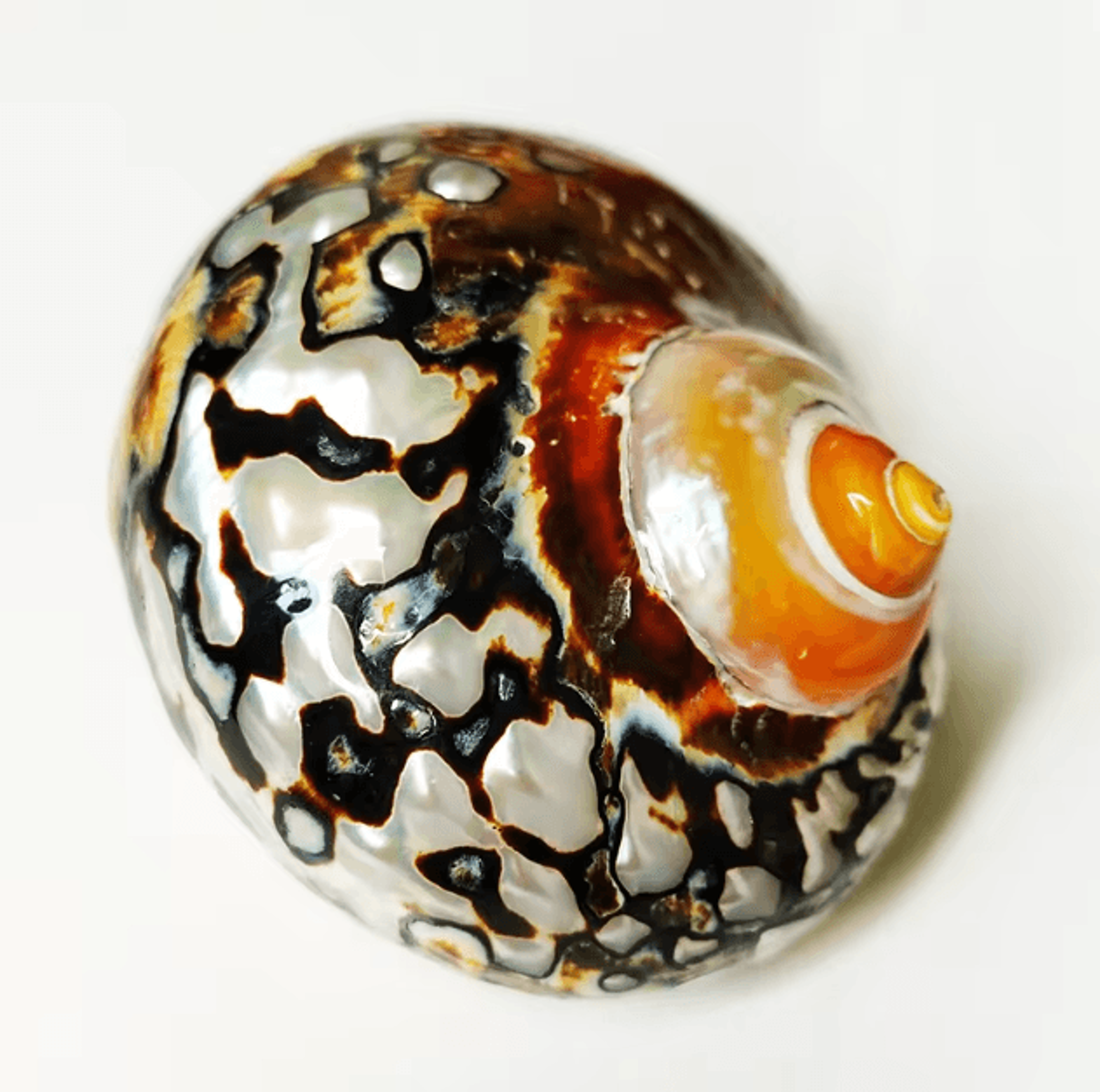 Natural African Turban Seashell Set  Sarmaticus Cowrie Decor For Coastal Home  Aquarium 3