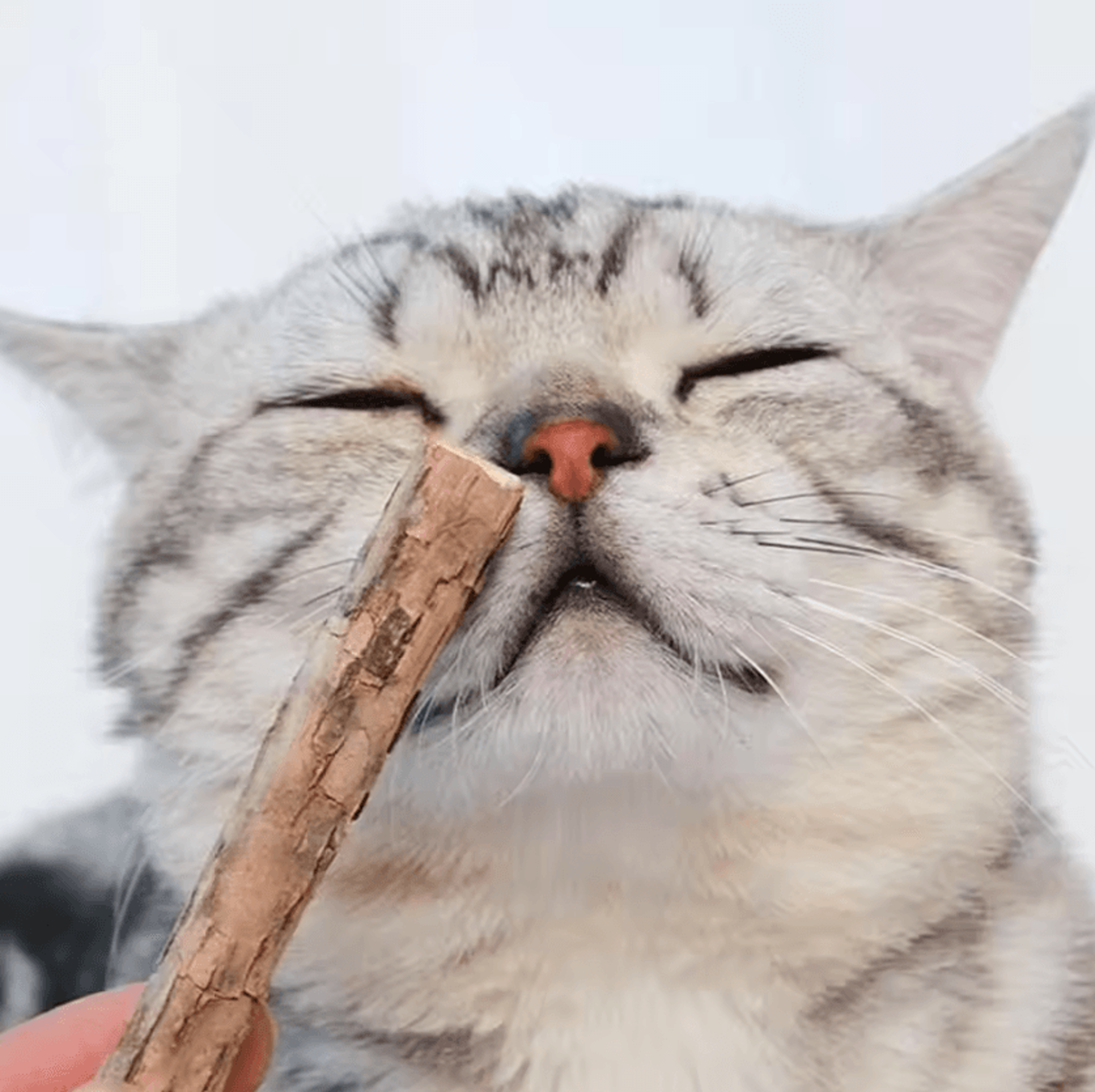 SilverMint Natural Matatabi  Silvervine Cat Chew Toy Sticks 3