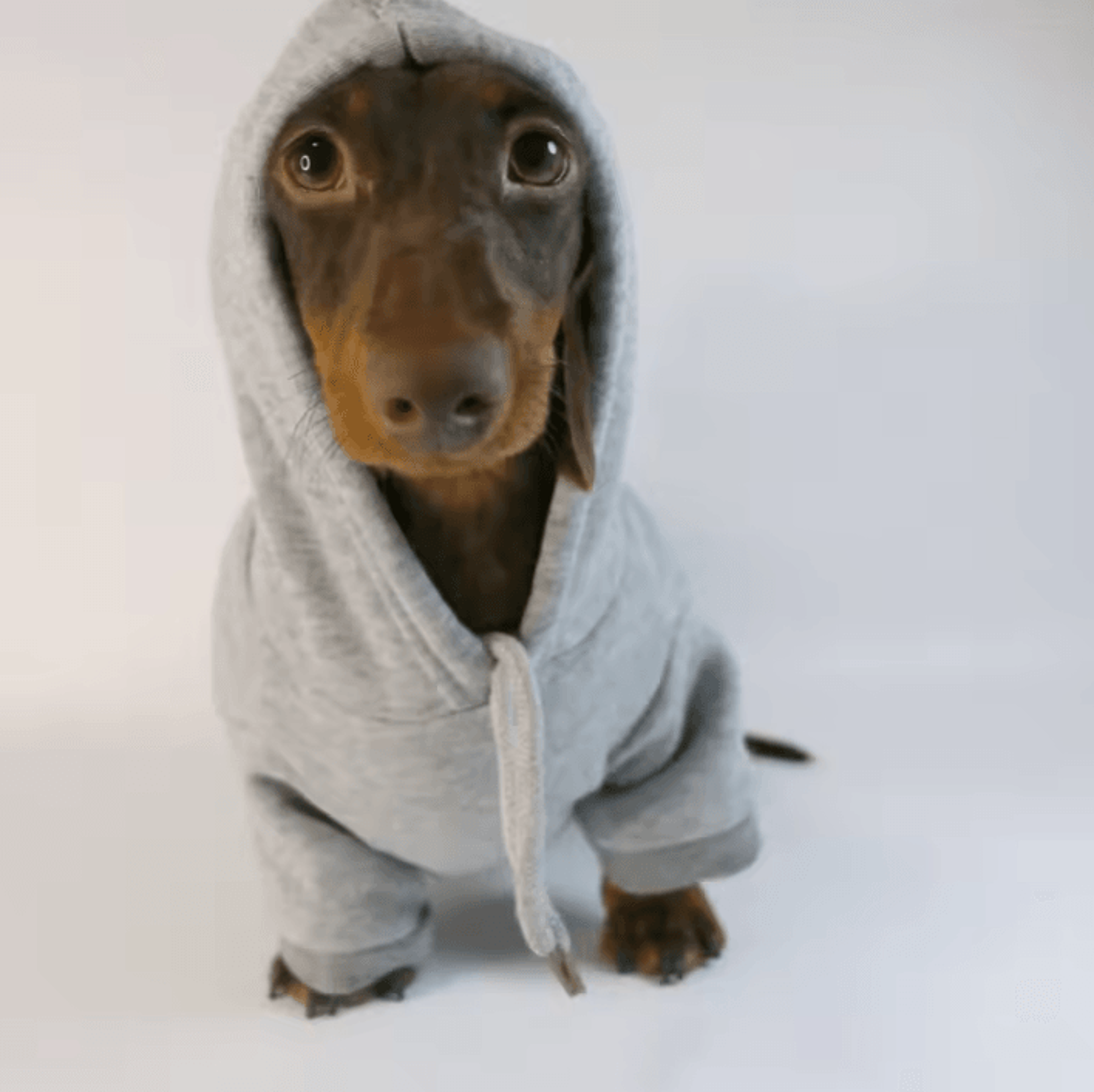 Sausage Pup Cozy Hoodie For Small Dogs 3