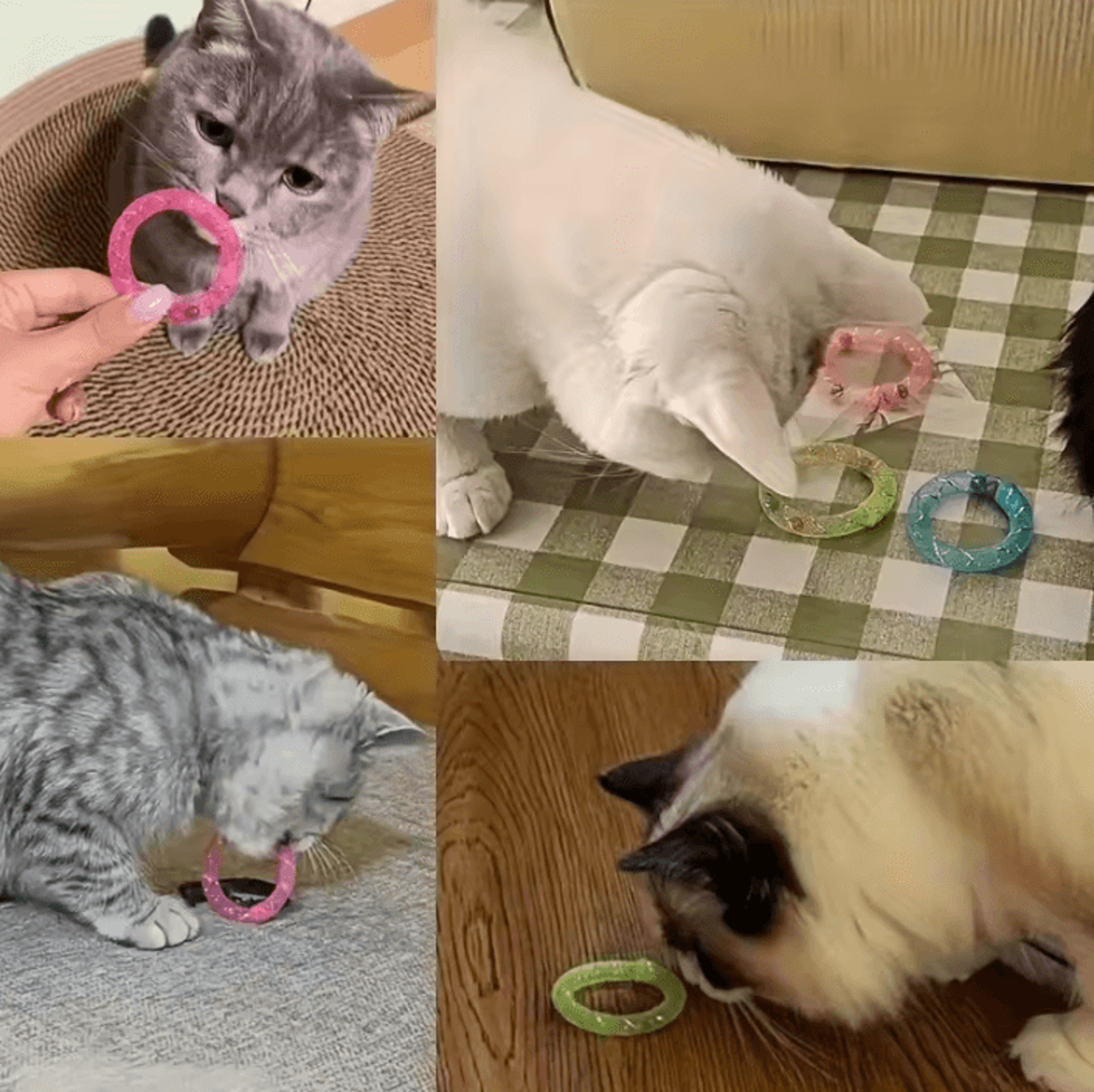 DonutBounce Bell Spring Cat Toy 2