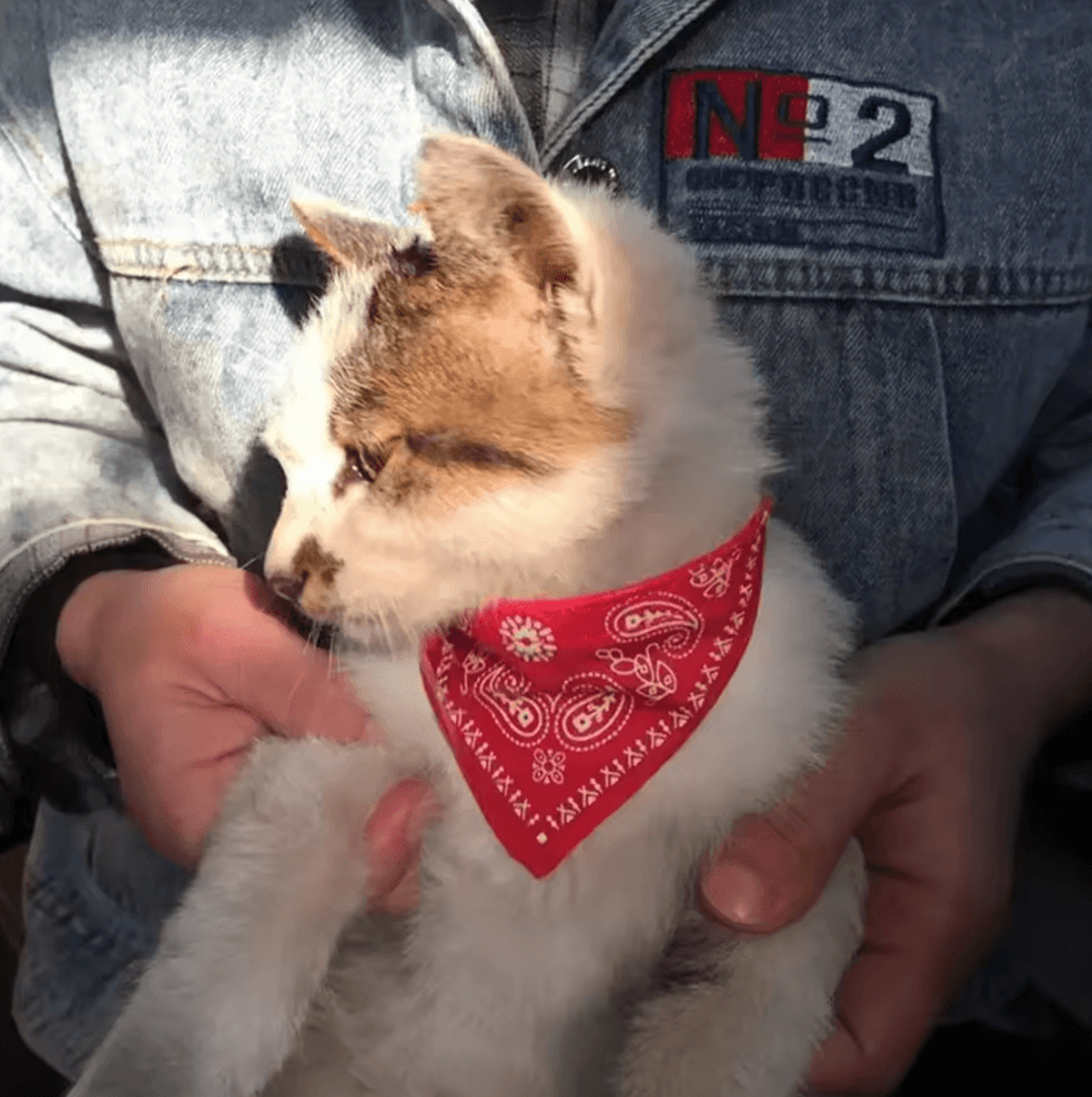 CharmingPaws Adjustable Pet Bandana Collar 1