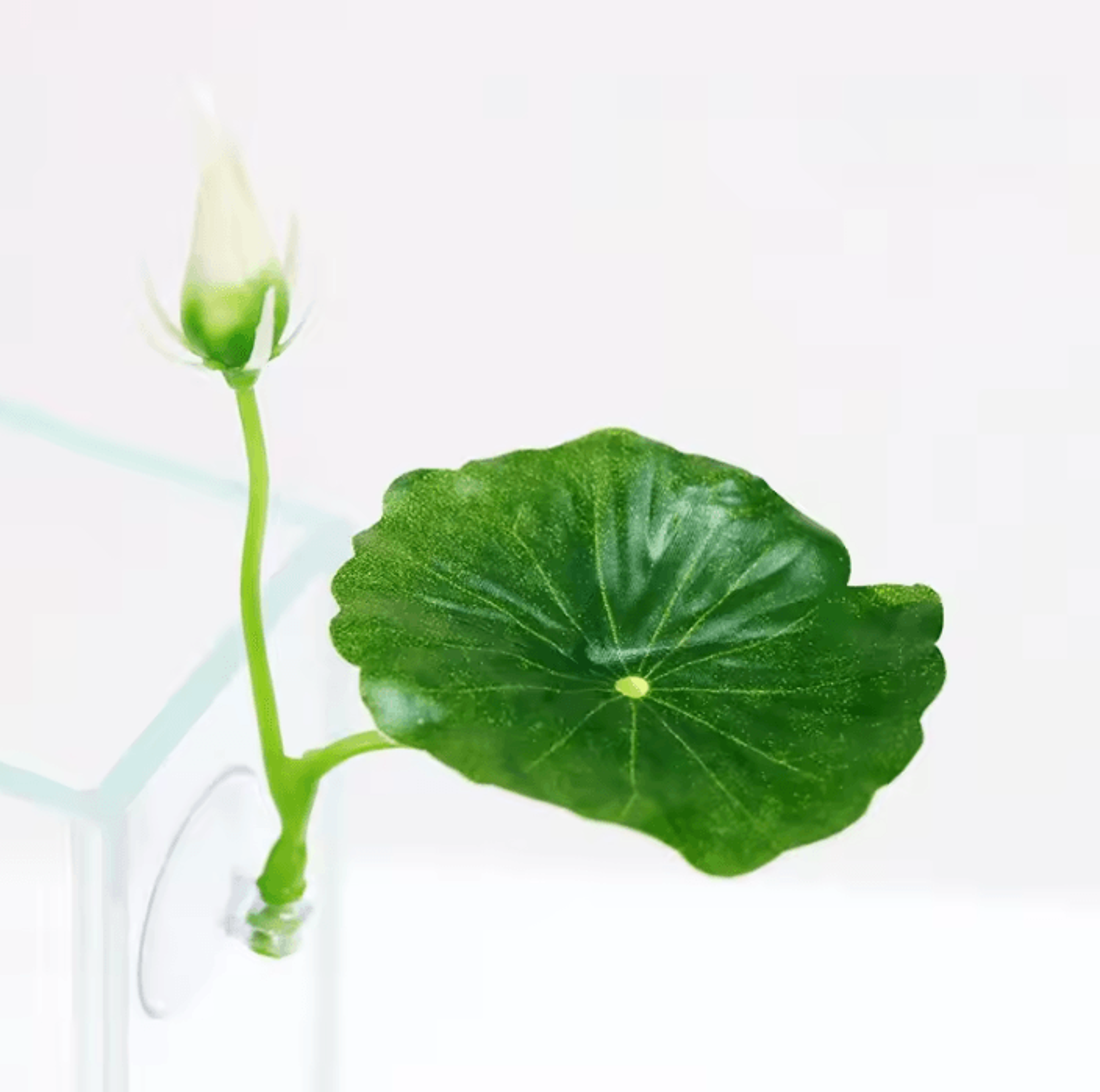 Betta Fish Leaf Hammock With Suction Cup Aquarium Decor 7