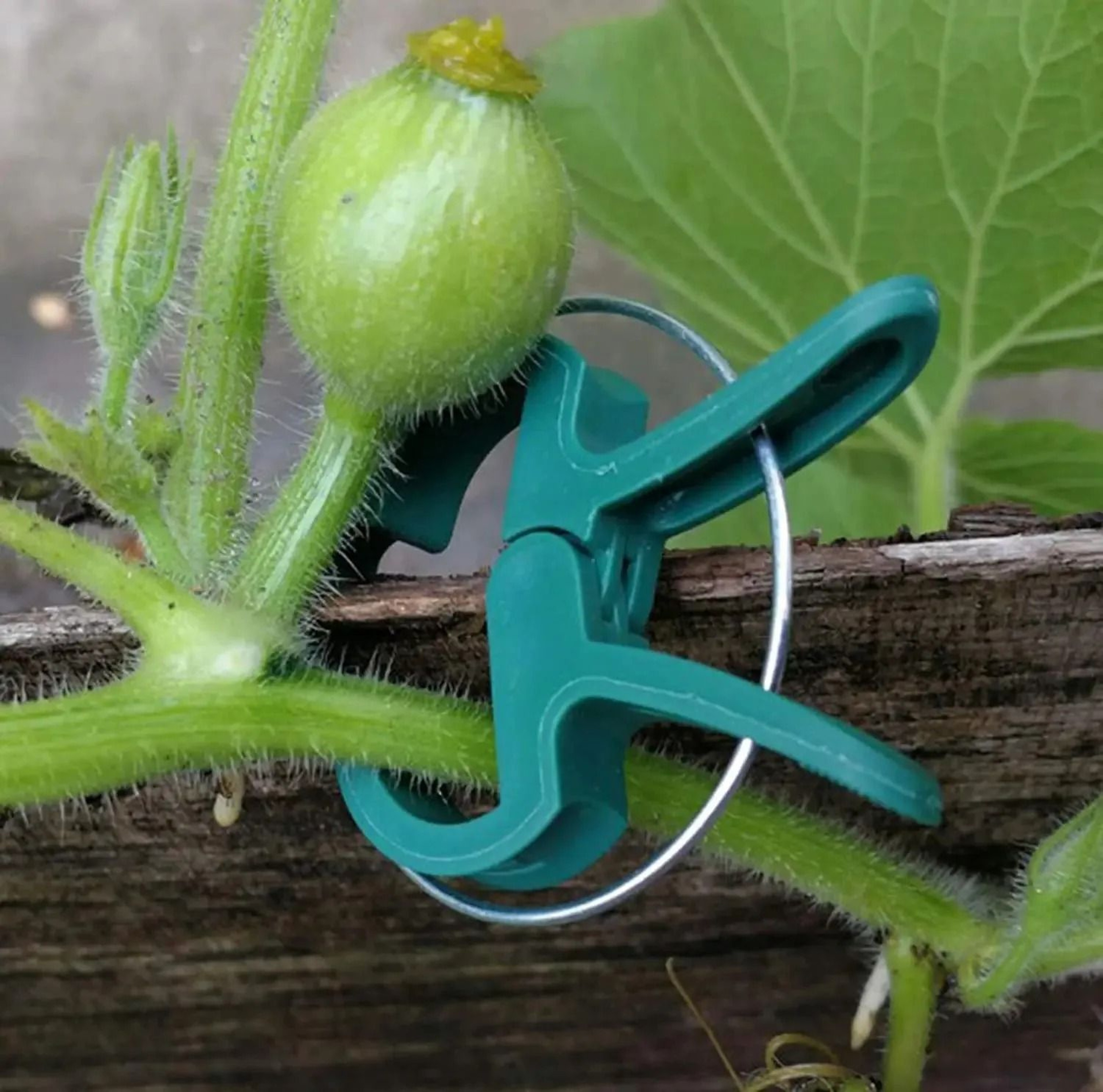 Reusable Plant Fixed Clips  Greenhouse Stem Fasteners For Tomatoes Vines And Vegetables 3