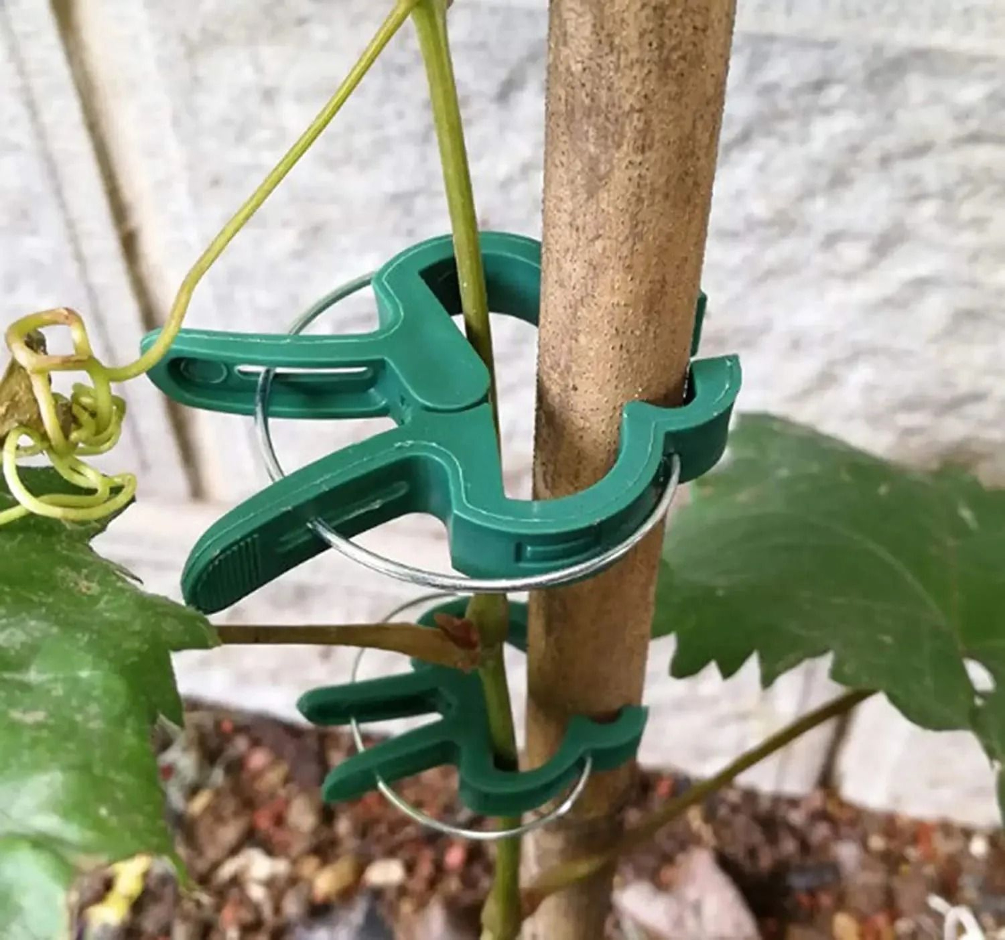 Reusable Plant Fixed Clips  Greenhouse Stem Fasteners For Tomatoes Vines And Vegetables 4