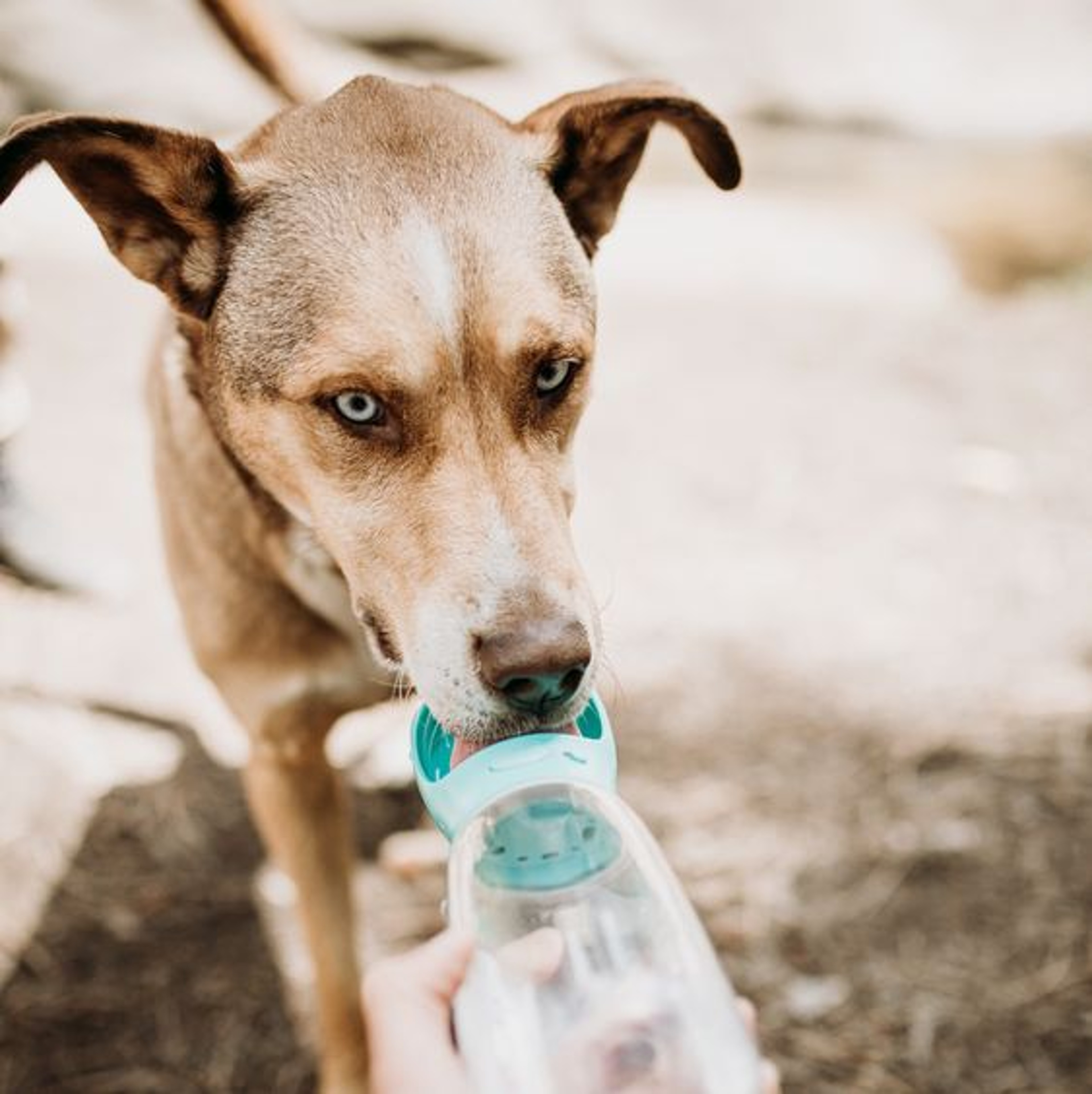 BottleDoggy Portable Drinking Water Bottle – view 2