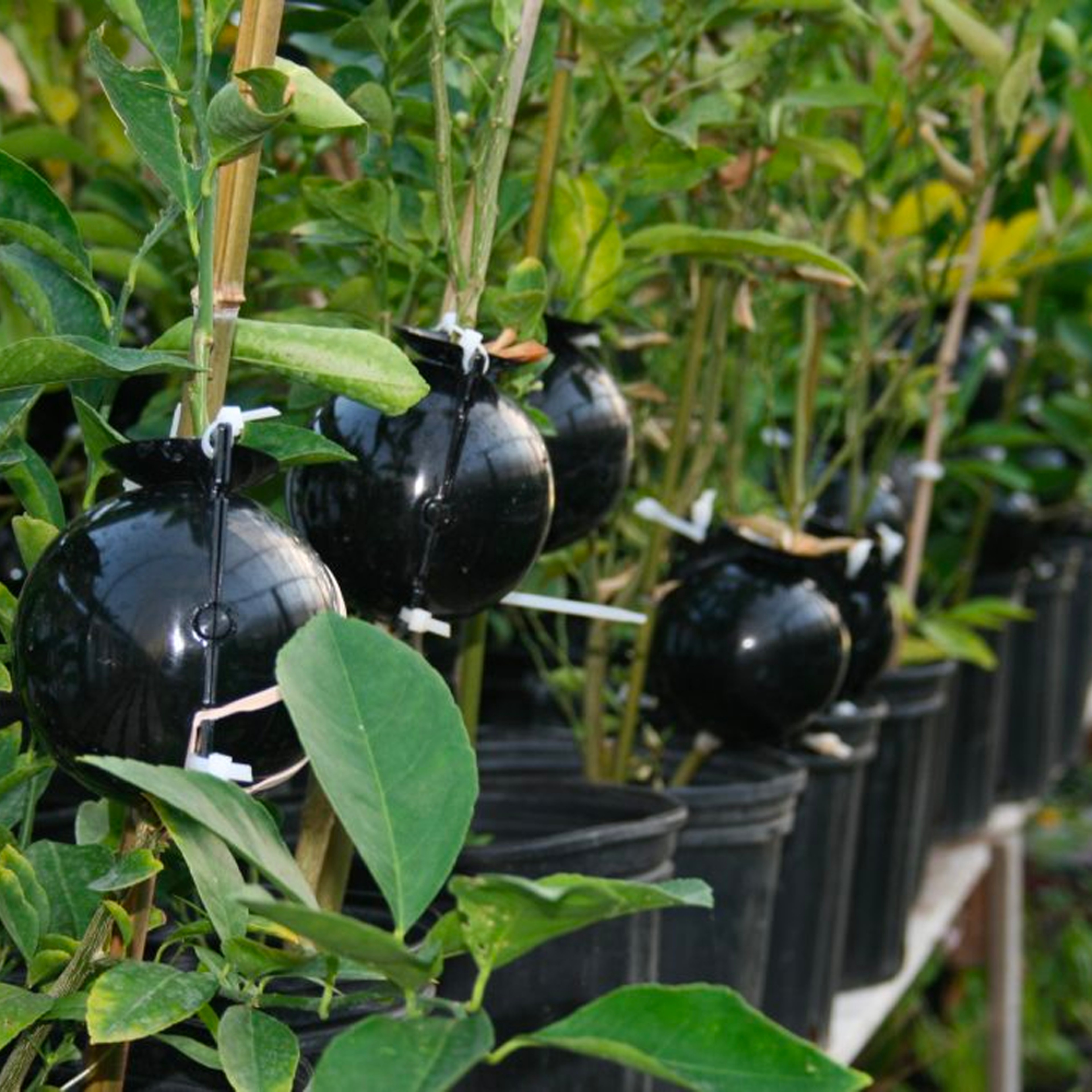 Instant Plant Root Growing Box 3