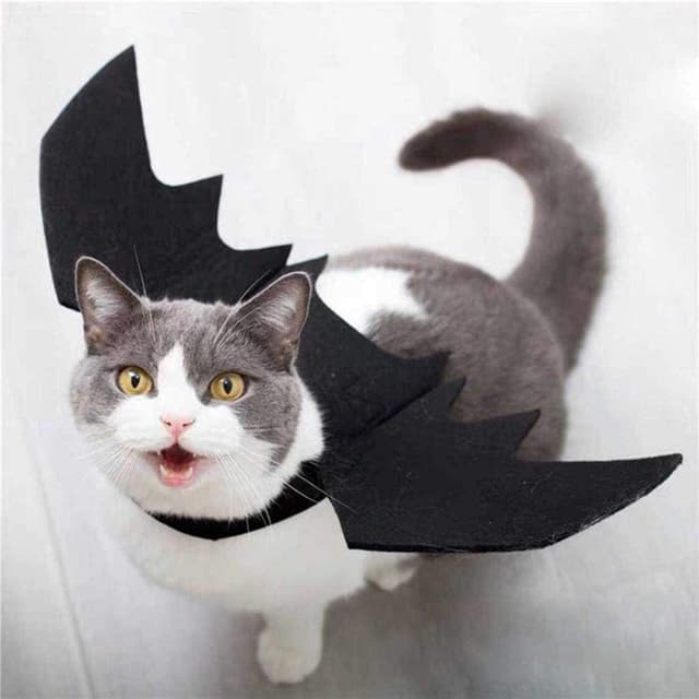 2kittenbatcostume