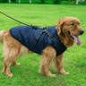 dogjacketharnessnavyblue (1).png