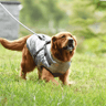 dogjacketharness2 (1).png