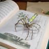 DIY Mechanical Spider Kit, Cyberpunk Metal Puzzles, Creative Insect Assembly, Handmade Metal Puzzle