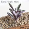 Purple Succulent Plants For Home Bedroom Living Room Bathroom  Holiday Party Bonsai Decor 7
