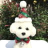Western Christmas Hat for Dogs in Red and White Stripes