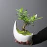 Rhinoceros Horn Ceramic Flower Pot Modern Succulent Planter Home Decoration 0