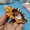 BlackSpotted Bath Triton Sea Shell  Natural Cymatium Lotorium YellowOrange Conch Specimen For Aquar 7