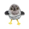Vibrating ClawActivated Plush Cat Toy  Rechargeable Flapping Motion Teaser  HighYield Indoor Huntin 9