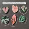6Piece Begonia  Monstera Kawaii Tropical Plant Refrigerator Magnets 8