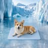 QMax 05 Summer Cooling Pet Mat 8